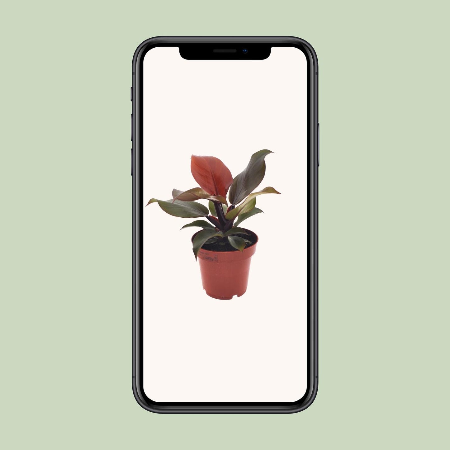 Philodendron Imperial Red – Exotische Zimmerpflanze Ø12cm