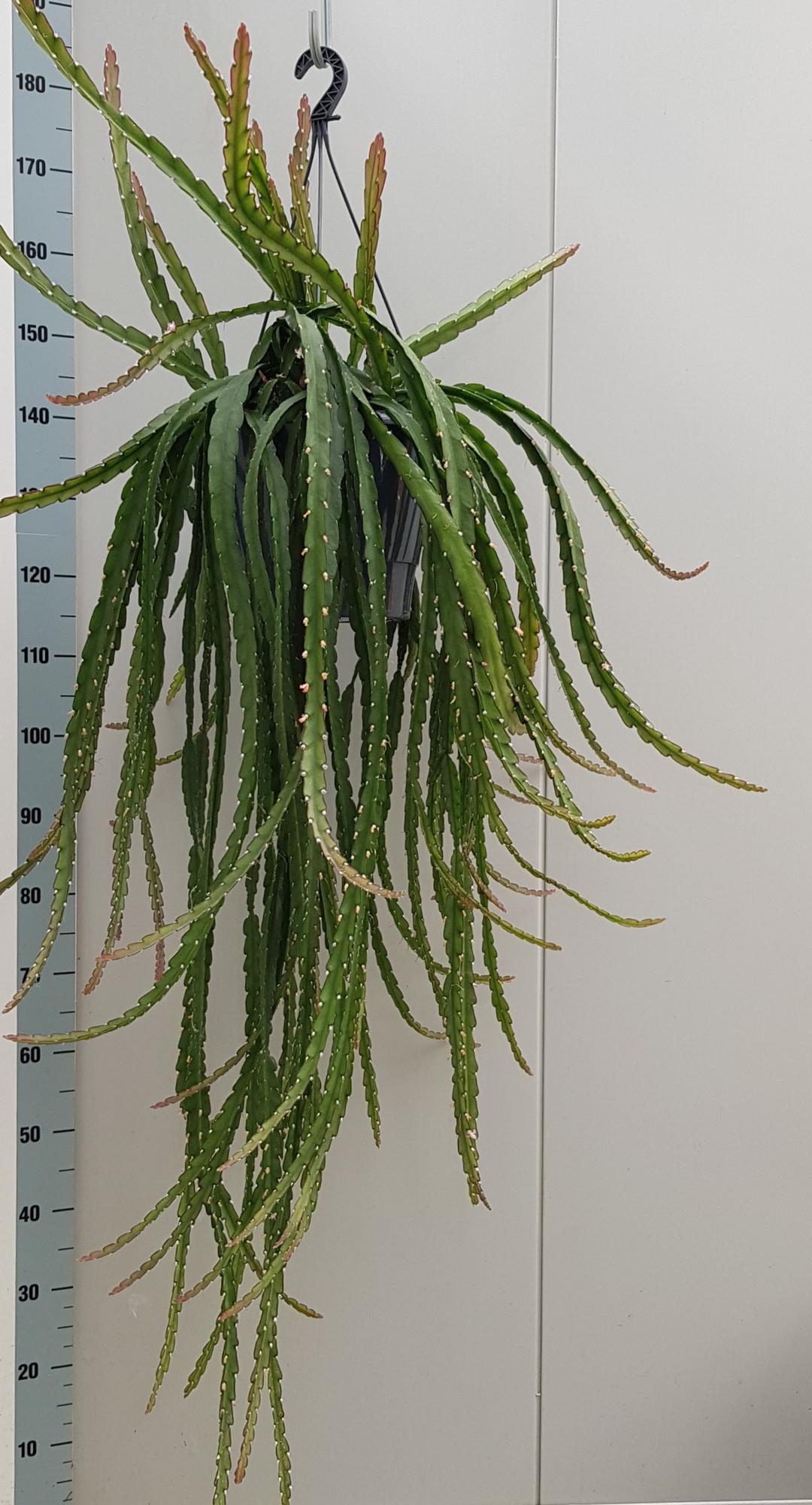 Lepismium Cruciforme Rojo - Ø25cm - ↕70cm