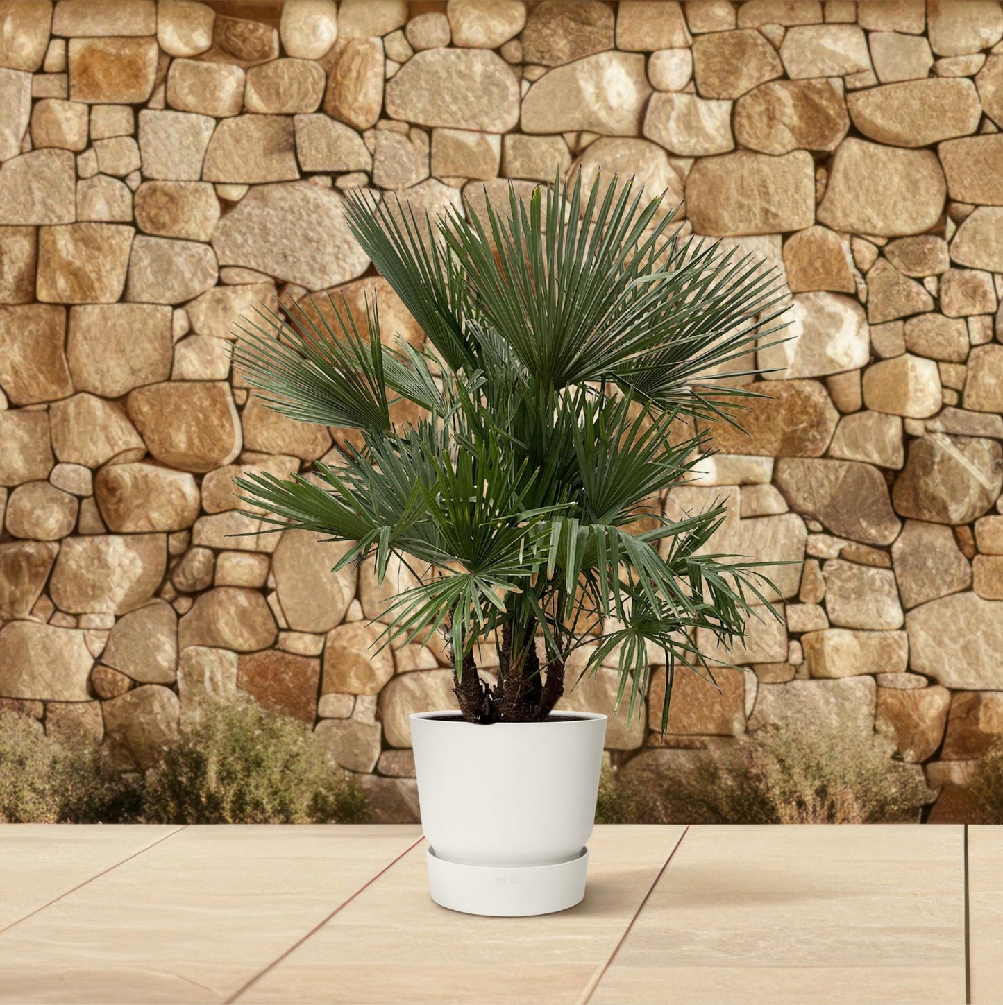 Trachycarpus multi stam Palme – 230 cm, Ø 50 cm