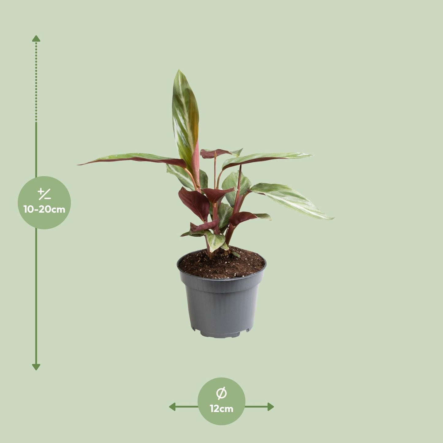 Stromanthe Sanguinea 'Horticolor' – pflegeleichte Zimmerpflanze Ø12 cm