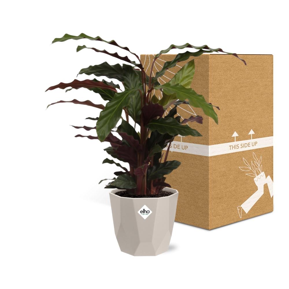 Calathea Rufibarba ‘Tropistar’ – Tropische Zimmerpflanze im ELHO Topf 14 cm