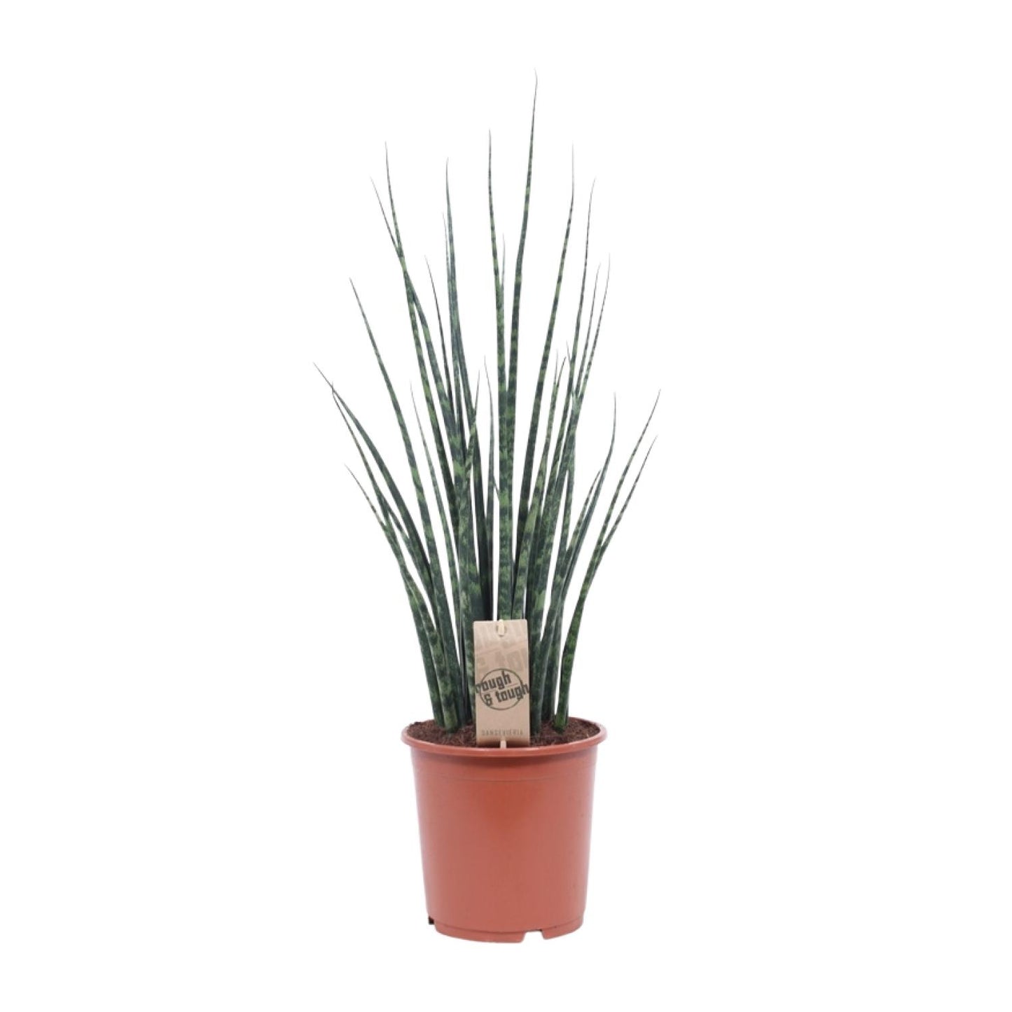Sansevieria Fernwood Mikado Ø19cm – Pflegeleichte Zimmerpflanze