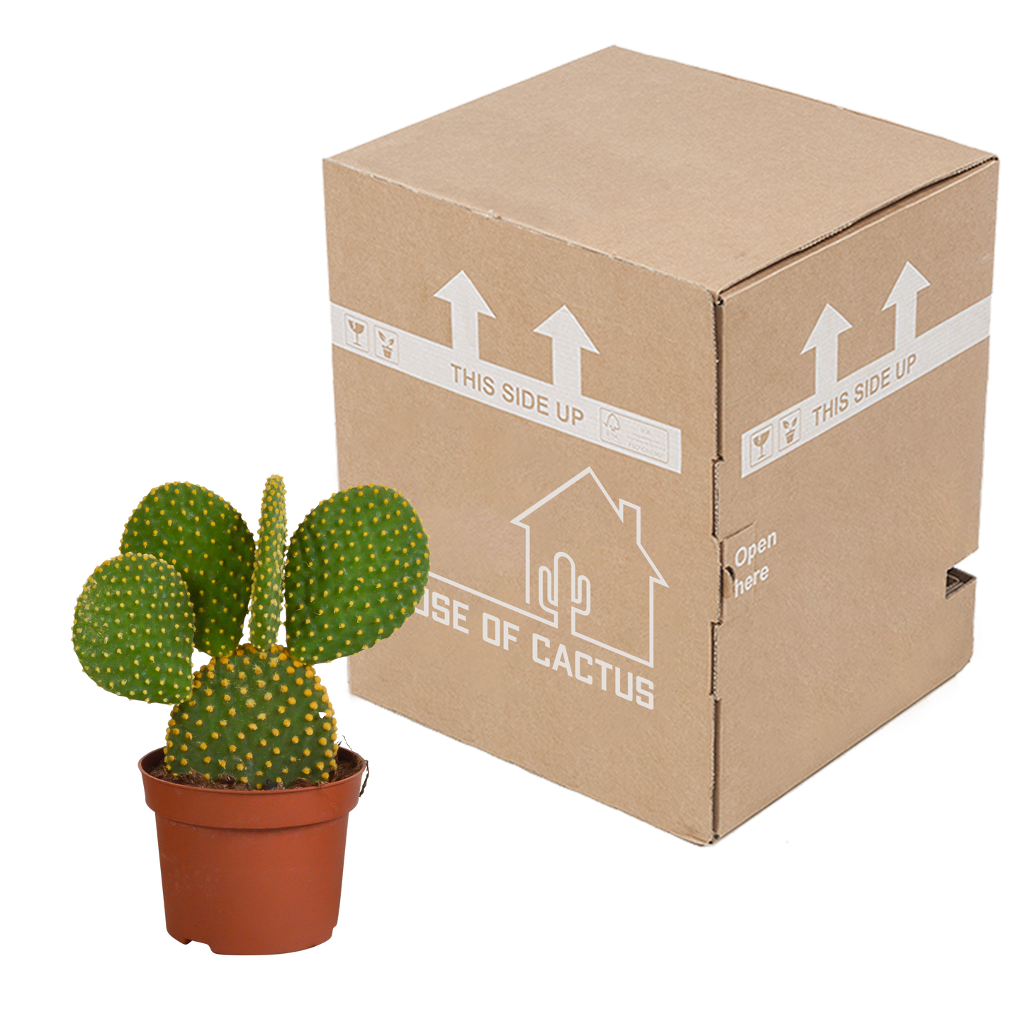 Opuntia microdasys – Pflegeleichter Micky-Maus-Kaktus 12 cm