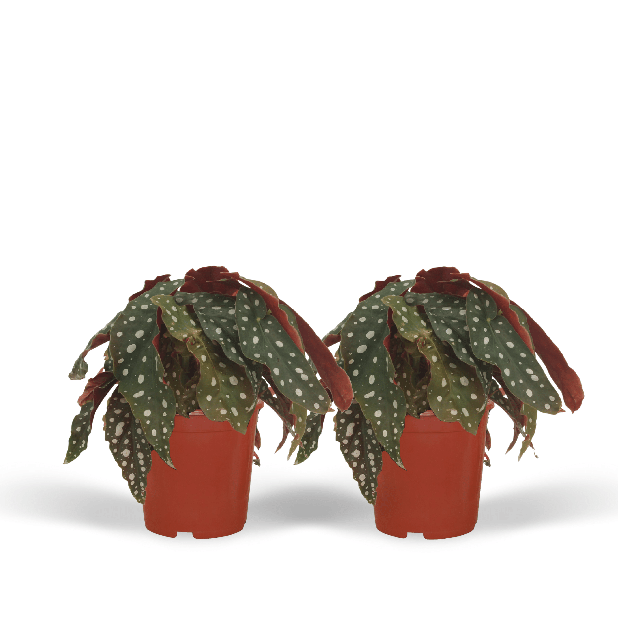 Punkt-Begonie 2er Set – Exotische Blattbegonie 20 cm