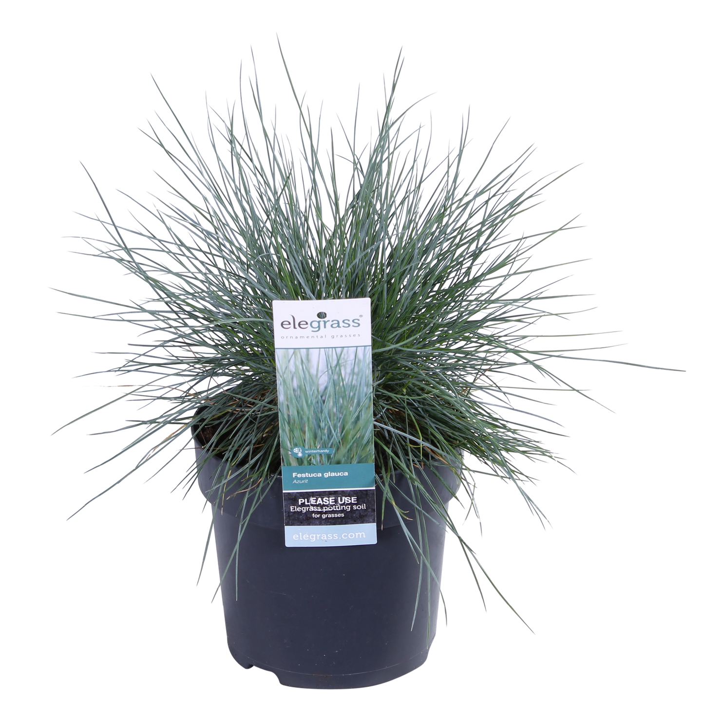 Festuca glauca Azura Blue – Silberblaues Ziergras Ø14cm