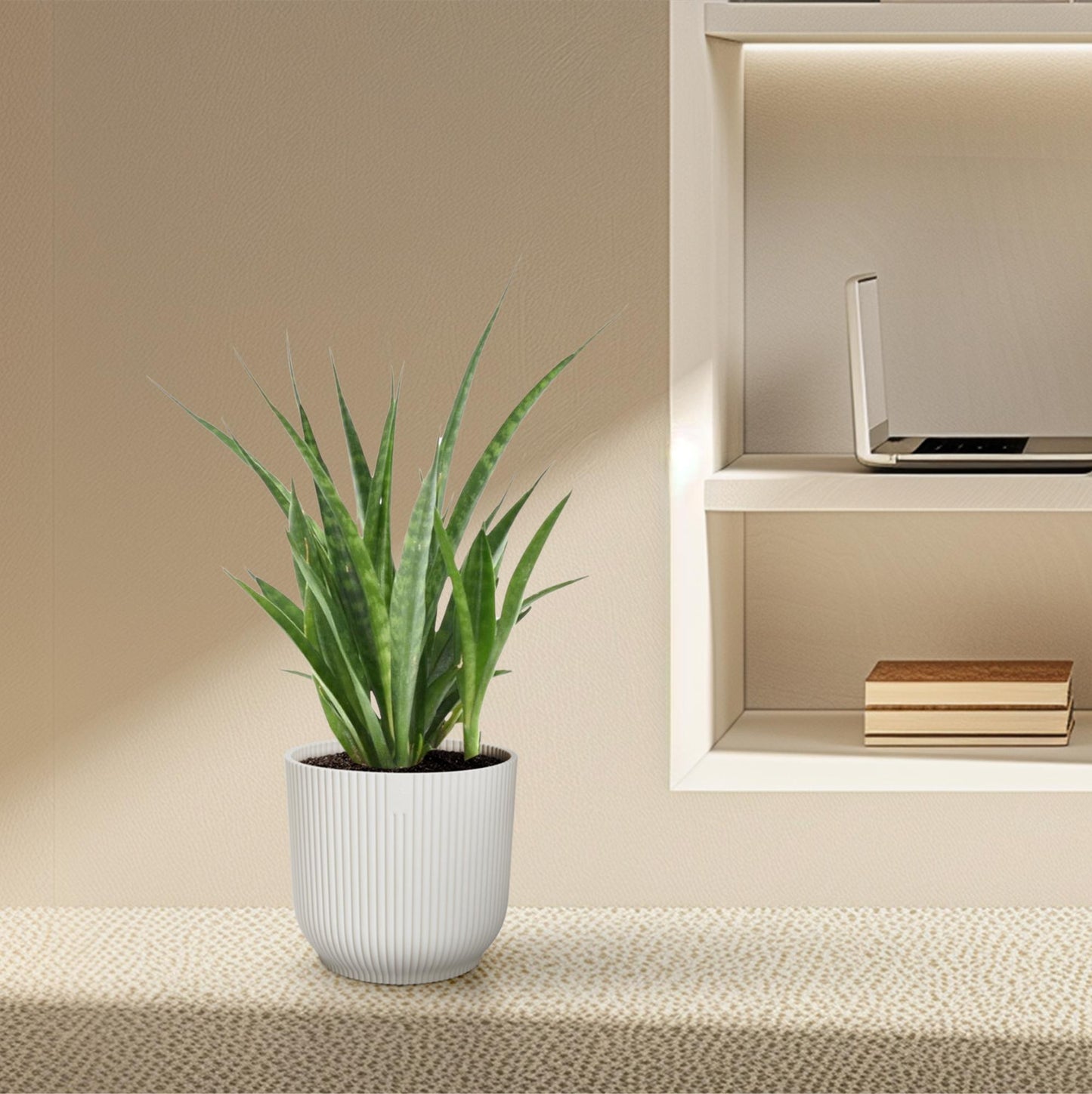 Sansevieria kirkii 'Friends' – Pflegeleichte Zimmerpflanze 38 cm
