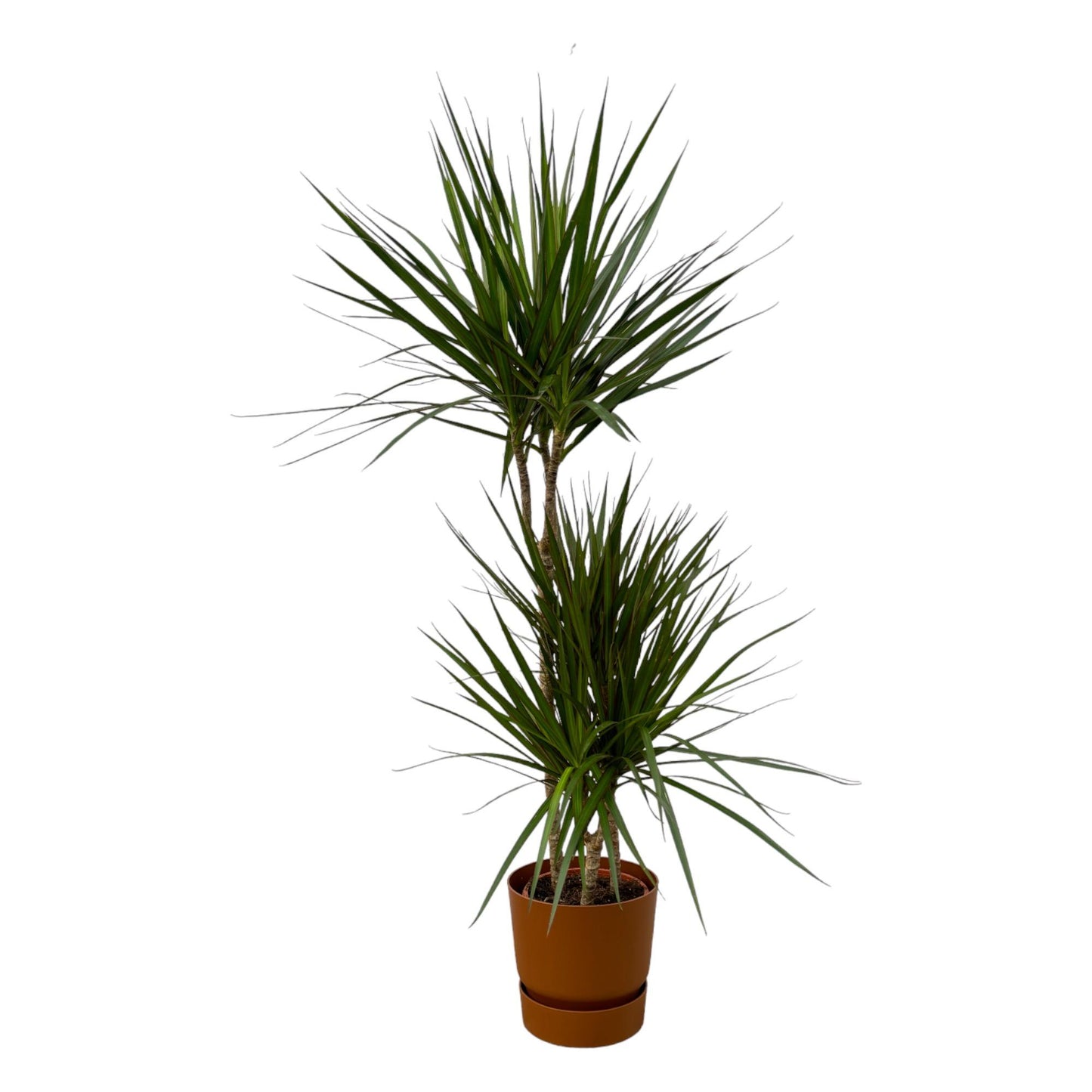 Dracaena Marginata – Pflegeleichter Drachenbaum Ø21cm, 120cm hoch