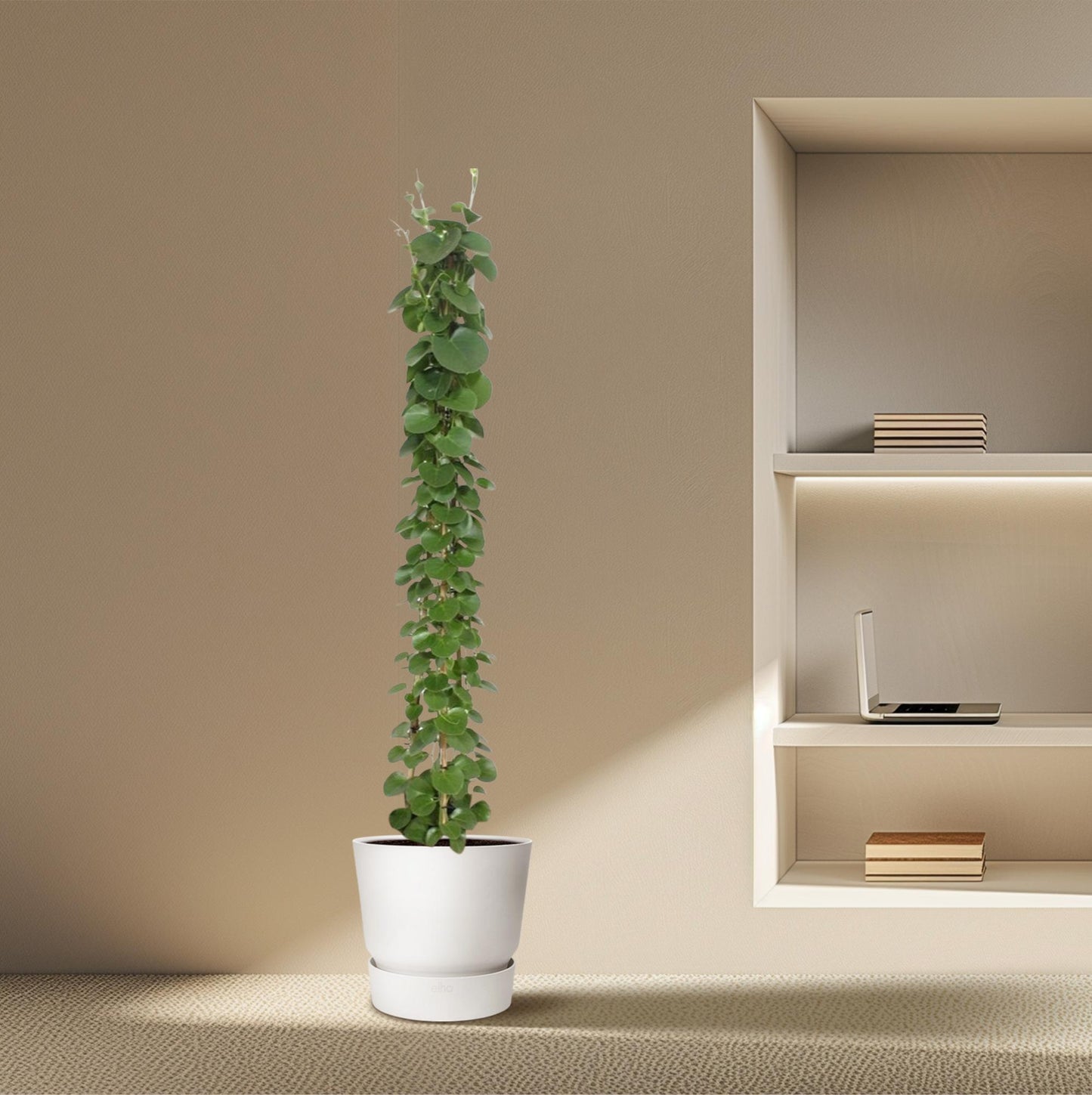 Cissus rotundifolia Pyramide – 160 cm, ø27 cm, pflegeleicht