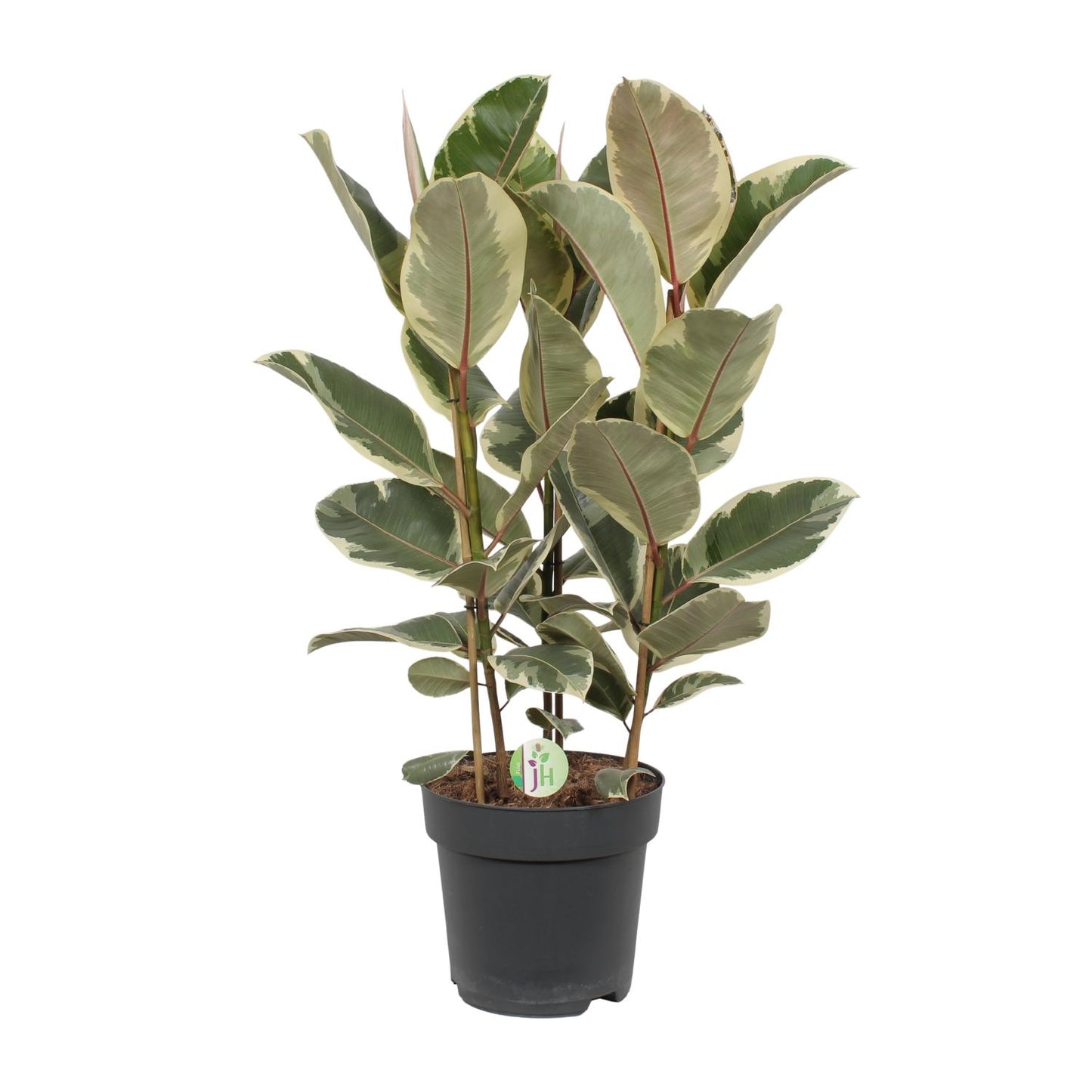 Ficus Tineke – Pflegeleichte Zimmerpflanze Ø27cm