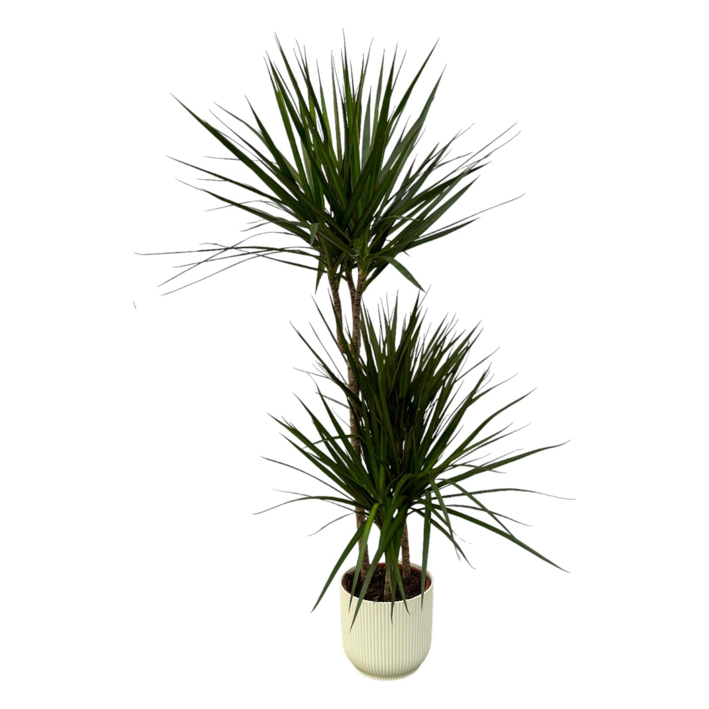 Dracaena Marginata – Elegante Zimmerpflanze 120 cm mit Topf