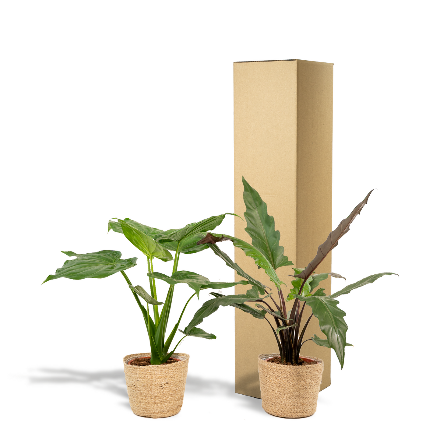 Alocasia Cucullata & Lauterbachiana im Selin Korb Ø19cm