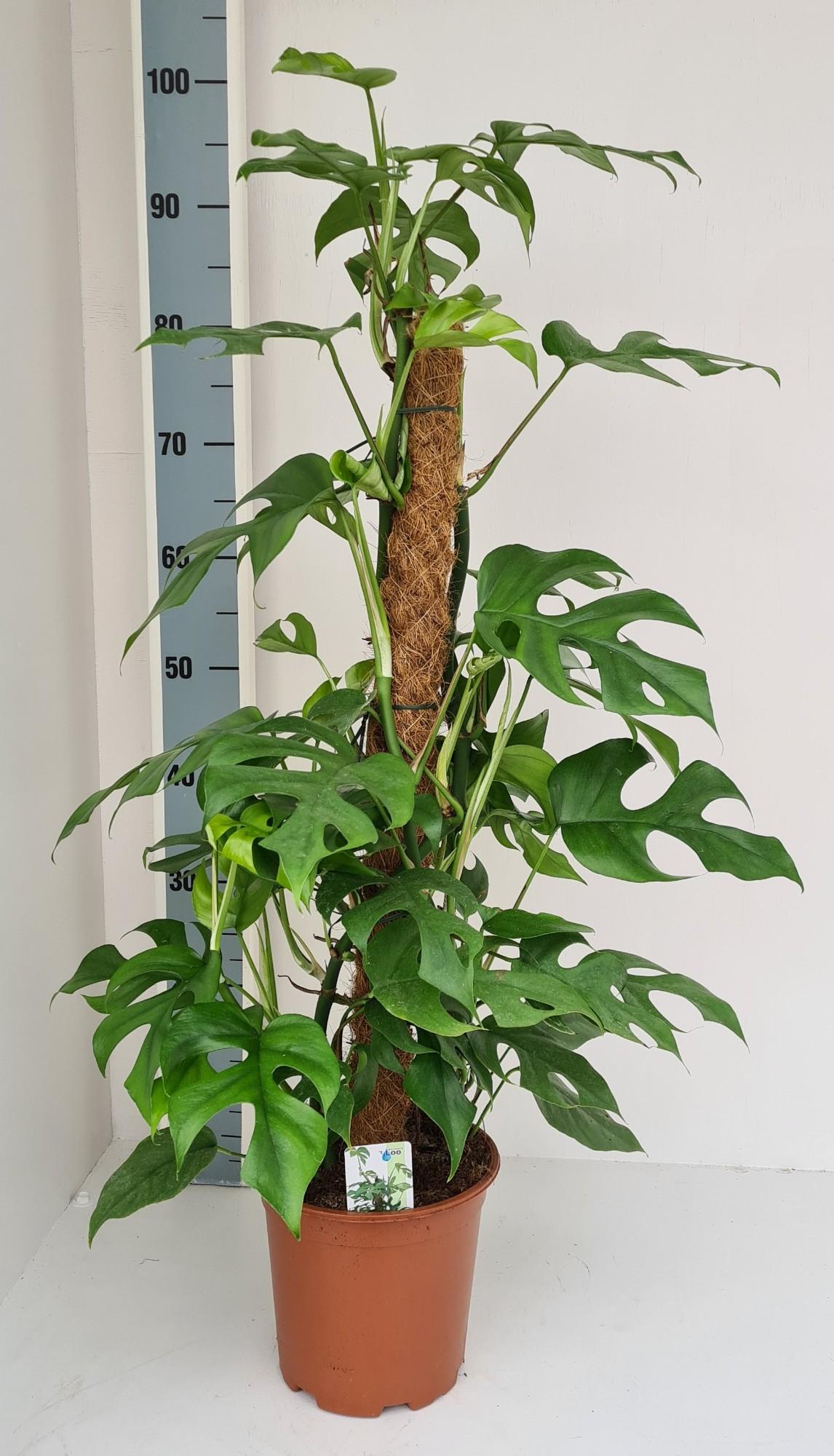 Kletter-Philodendron 'Minima' – Pflegeleichte Zimmerpflanze