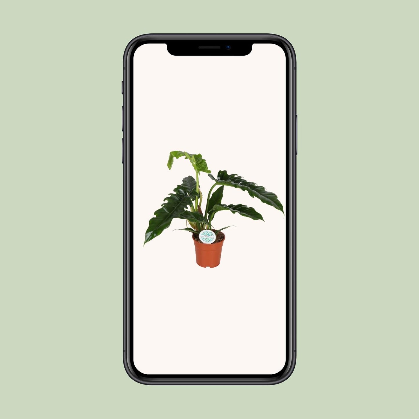 Philodendron Narrow – pflegeleichte Zimmerpflanze Ø17cm