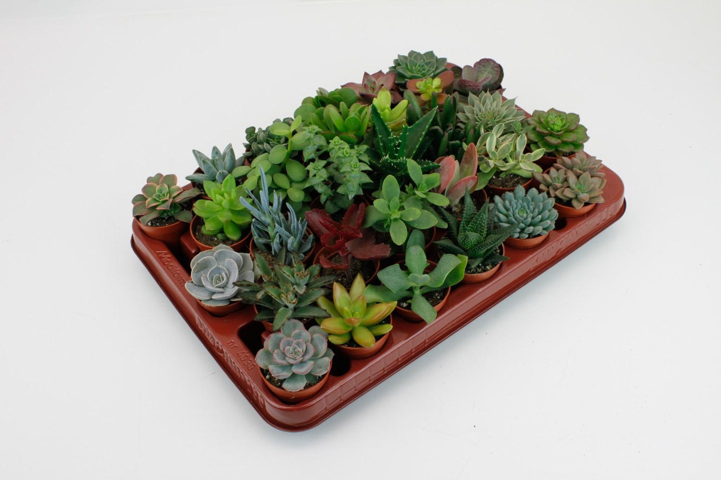 Sukkulenten Mix – 30 pflegeleichte Zimmerpflanzen Ø 5,5 cm