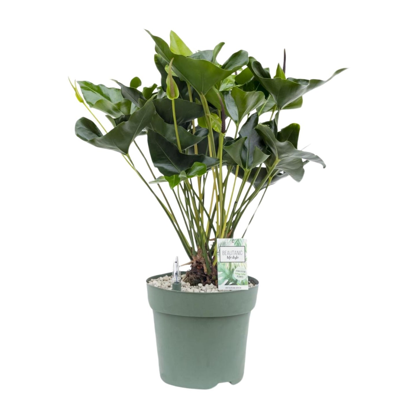 Anthurium Arrow – Pflegeleichte, luftreinigende Zimmerpflanze Ø30cm