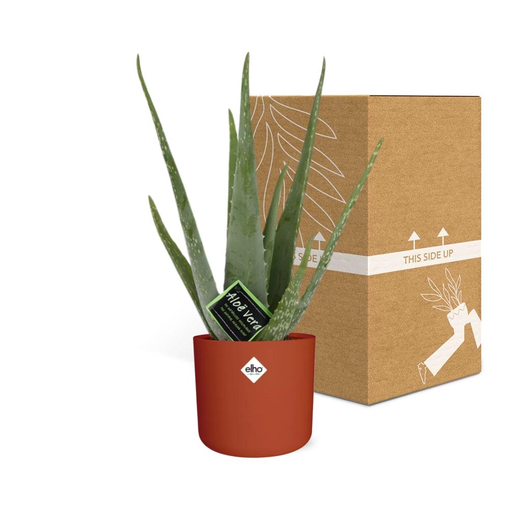 Aloe Vera 12 cm in ELHO b.for soft rond 14 cm brique