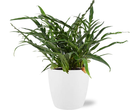 Aglaomorpha Coronans mit Topf Ø18cm Weiß – Luftreinigende Zimmerpflanze