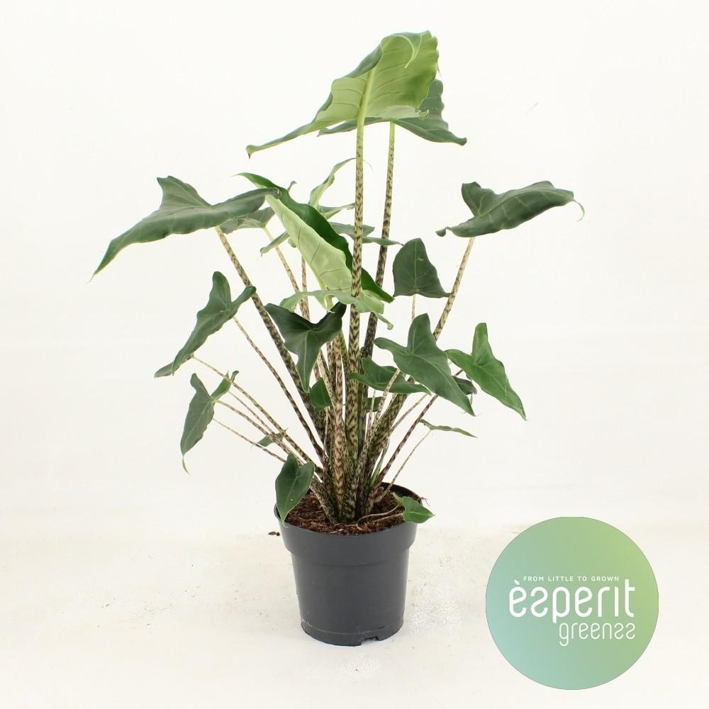 Alocasia Siberian Tiger – Pflegeleichte Designpflanze Ø17cm