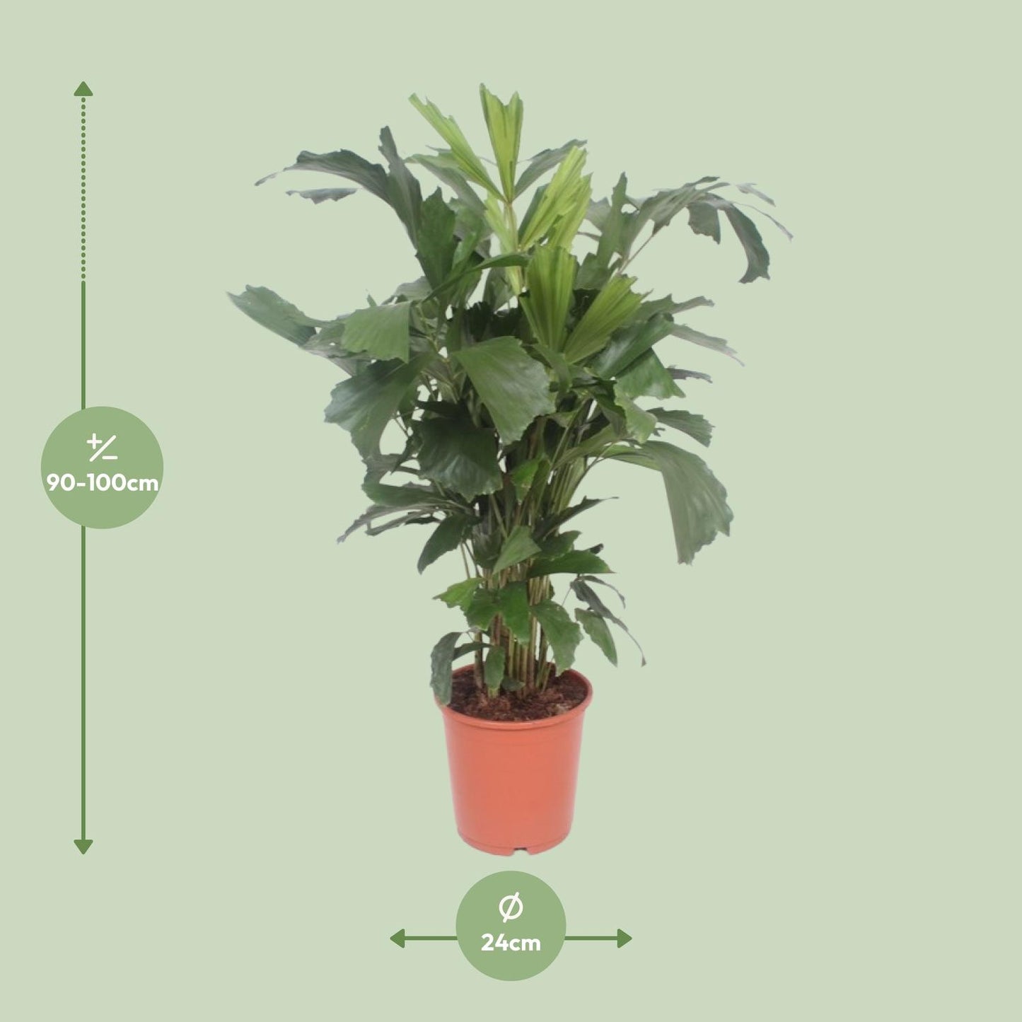 Caryota Mitis – Tropische Fishtail-Palme Ø24cm, ca. 110cm