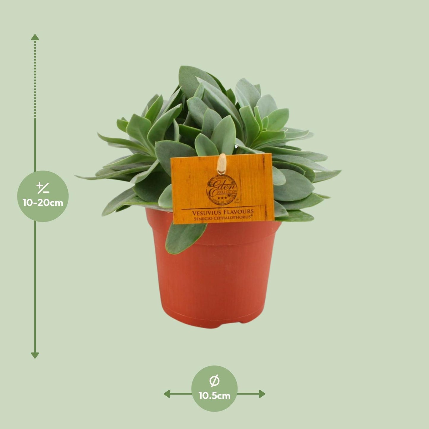 Senecio Cephalophorus – Rubinrote pflegeleichte Sukkulente Ø10,5cm