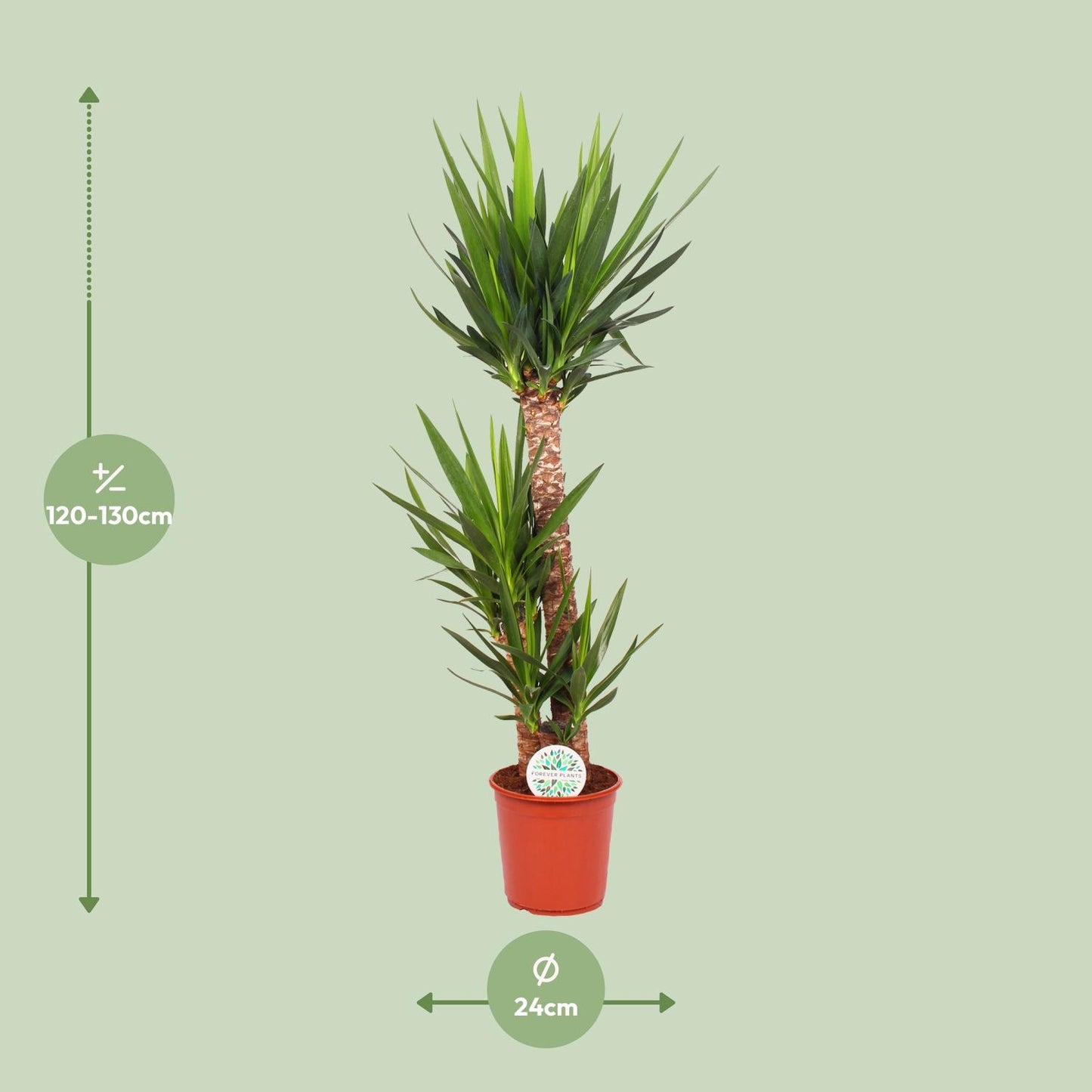 Yucca Elephantipes – Pflegeleichte und luftreinigende Zimmerpflanze