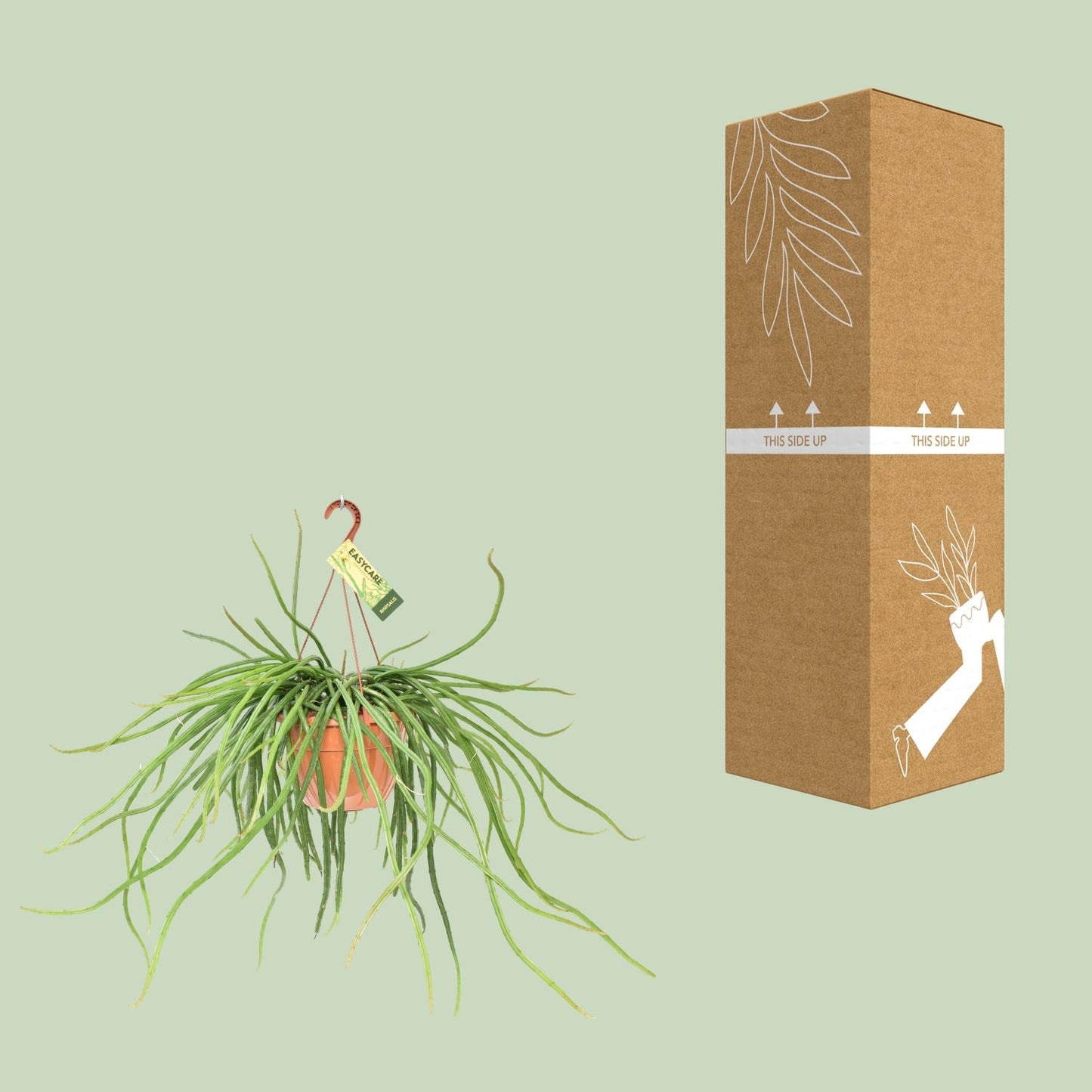 Rhipsalis Selenicereus Wercklei – Pflegeleichte Hängepflanze Ø21cm