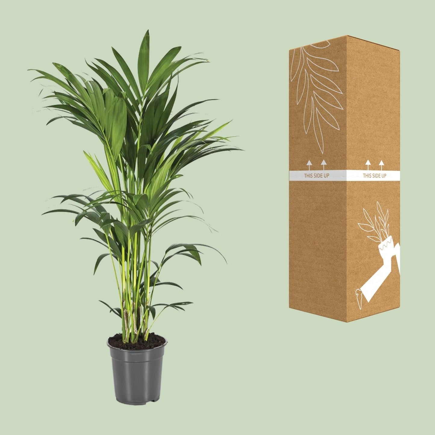Howea Forsteriana (Kentia-Palme) Ø21cm, bis 110cm hoch