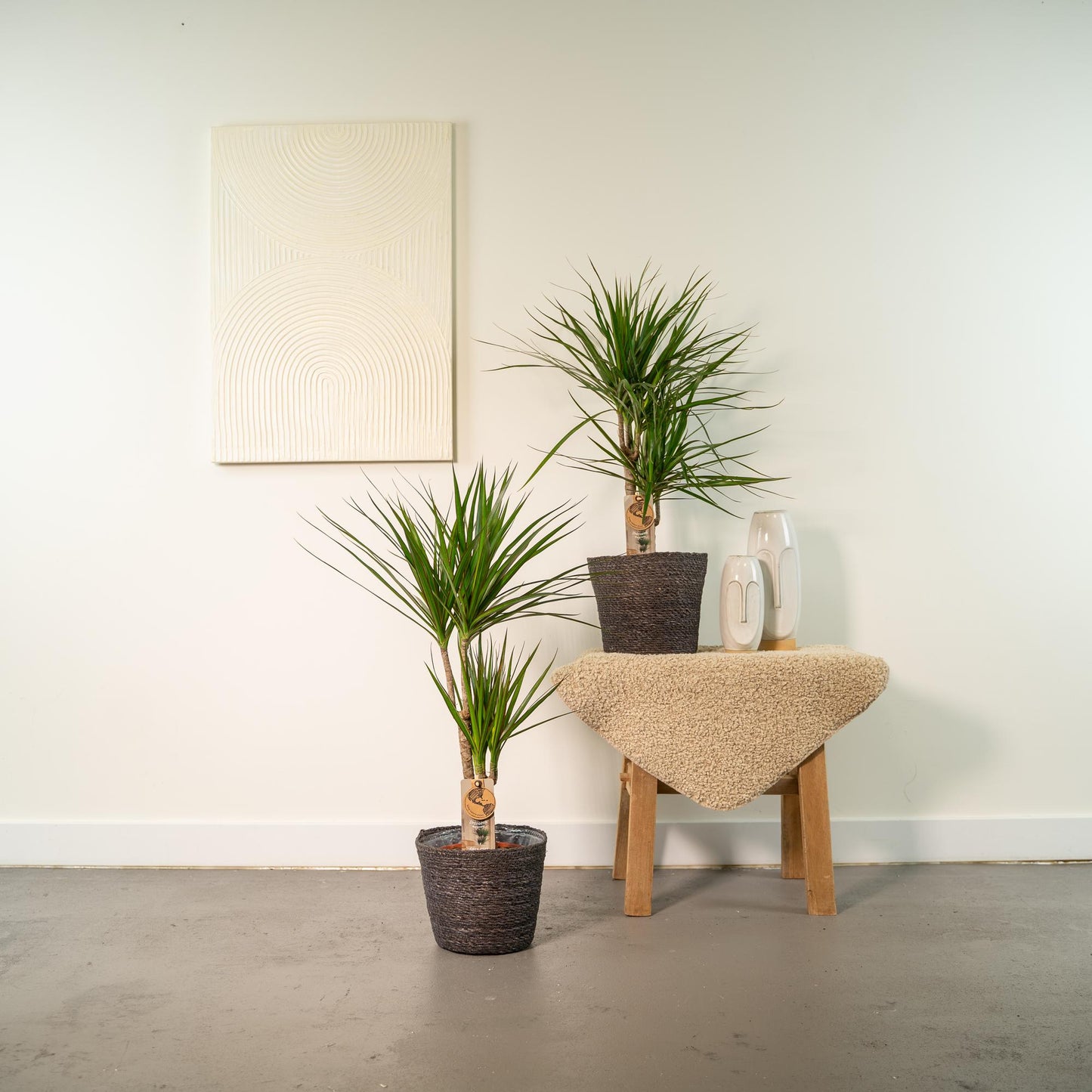 2x Dracaena Zimmerpflanzen – 90 cm, Ø 17 cm, pflegeleicht