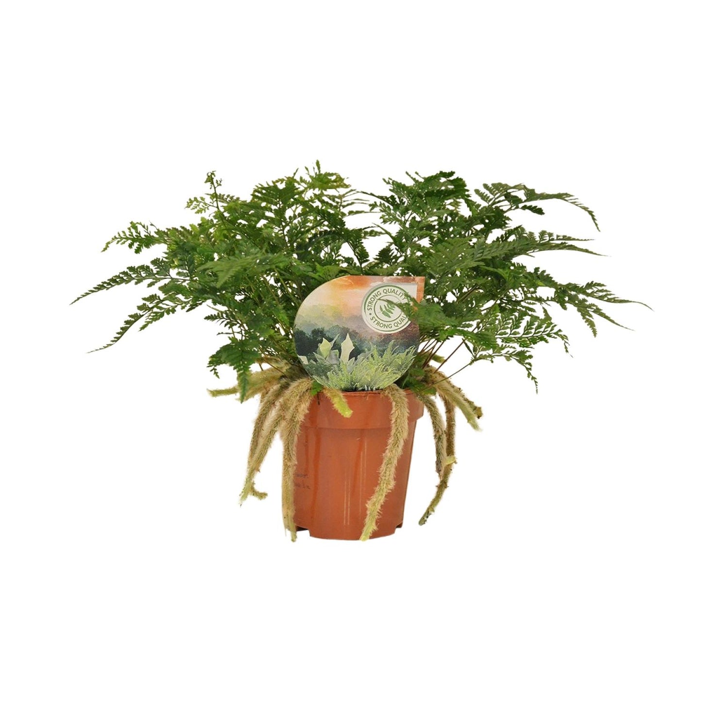 Humata Tyermannii – Pflegeleichter Bärenfußfarn Ø12cm, 30cm hoch