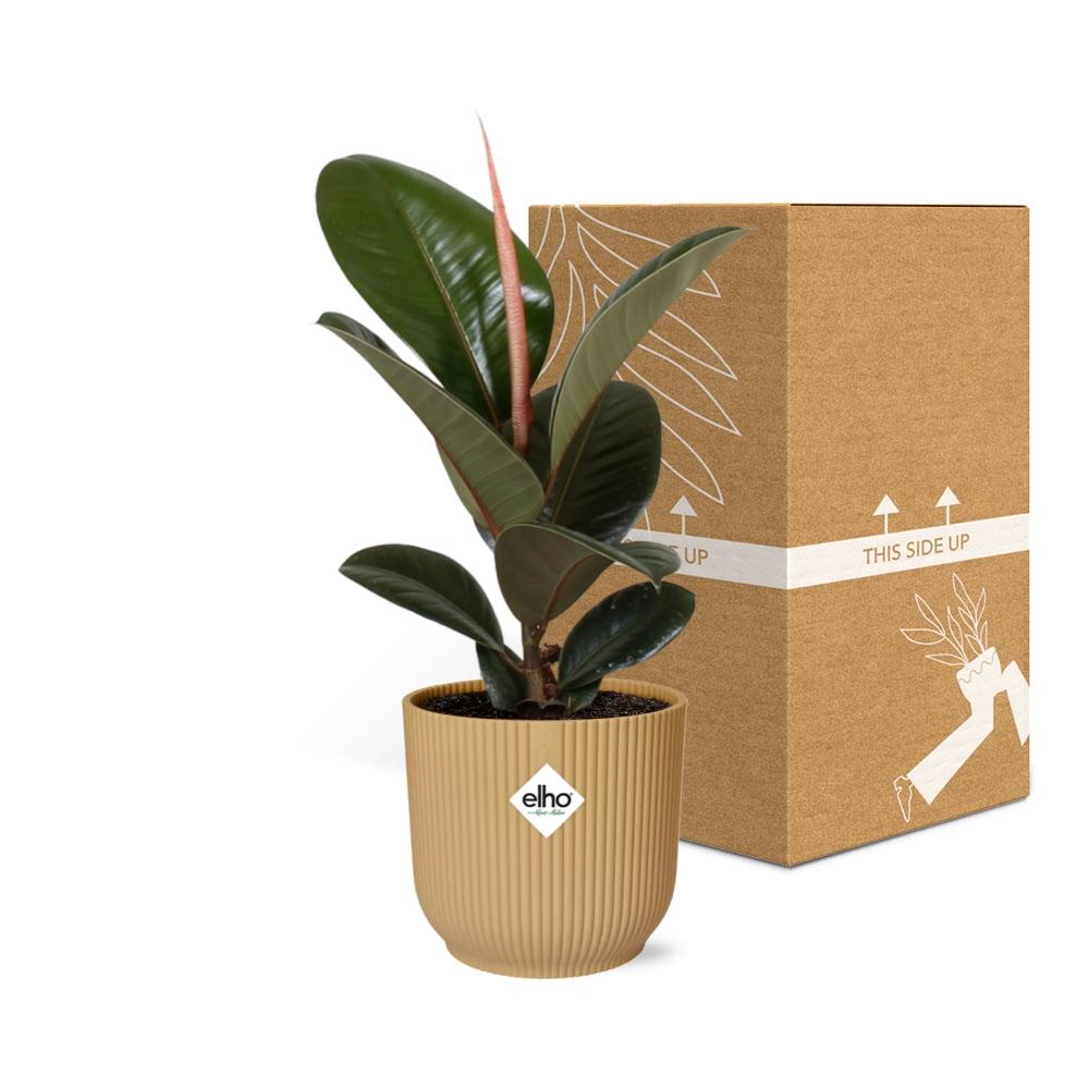 Ficus Elastica ‘Robusta’ – Pflegeleichte Zimmerpflanze im ELHO Vibes Topf