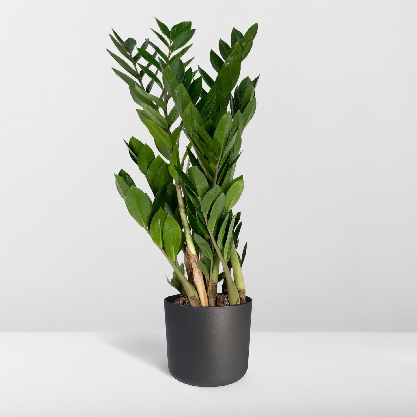 Zamioculcas Zamiifolia – Pflegeleichte grüne Zimmerpflanze Ø17cm