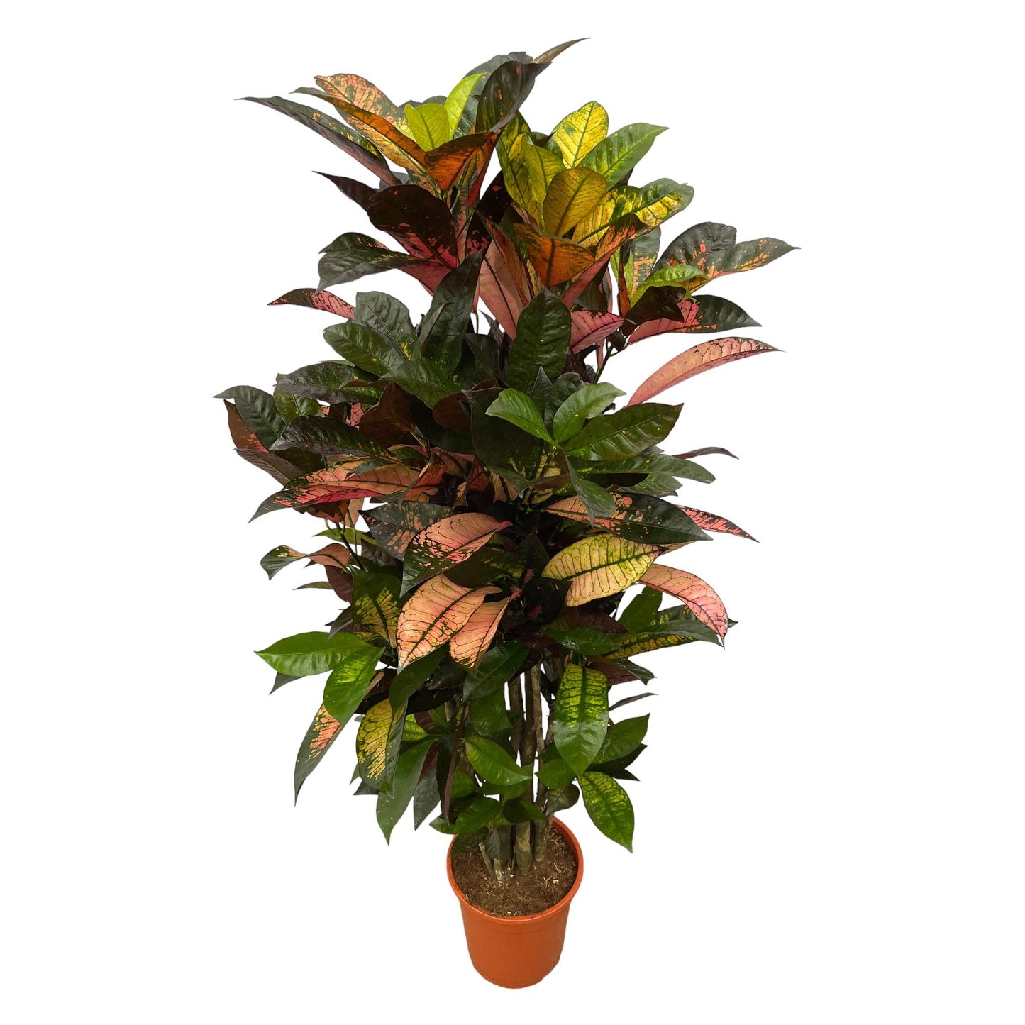 Codiaeum Iceton vertakt – Bunte, pflegeleichte Zimmerpflanze 120 cm
