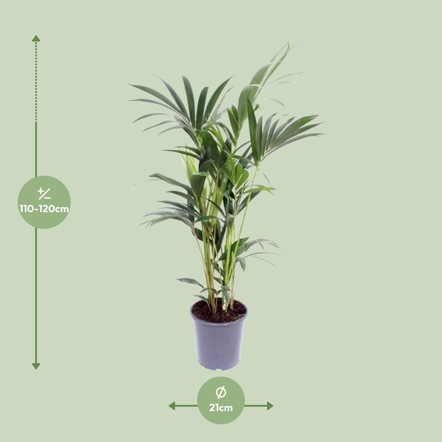 Howea Forsteriana (Kentia-Palme) Ø21cm, ca. 120cm hoch