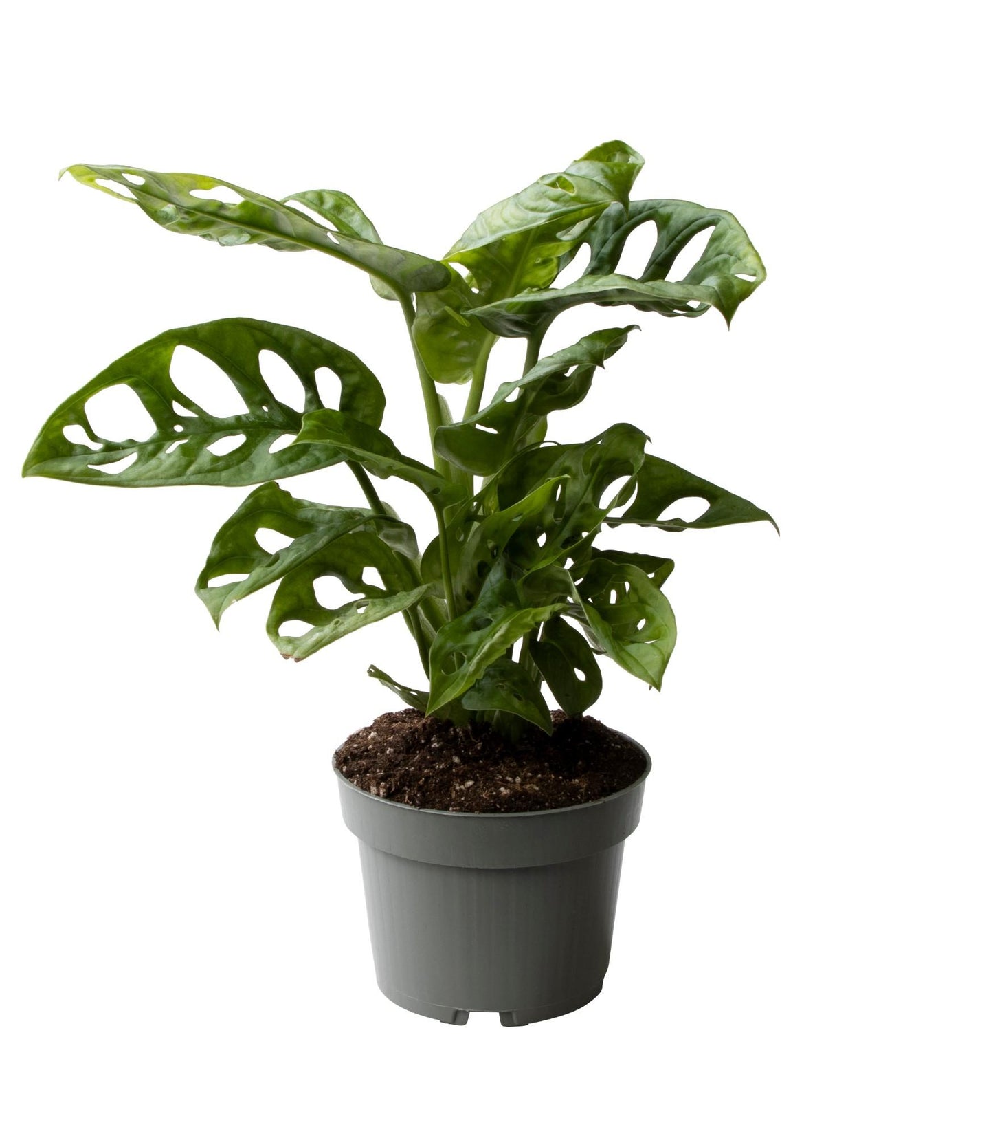 Monstera Obliqua – Trendige, pflegeleichte Zimmerpflanze