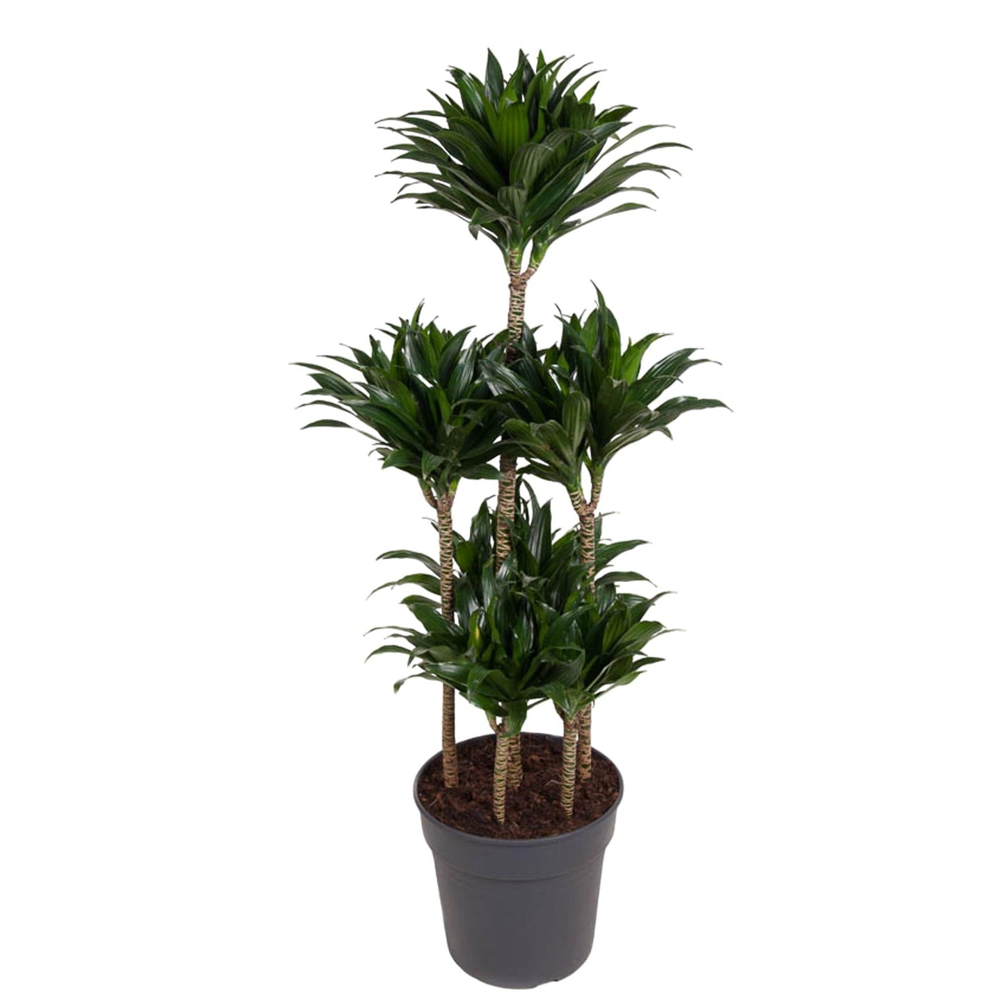 Dracaena Compacta Carrousel – Pflegeleichte Zimmerpflanze 130 cm