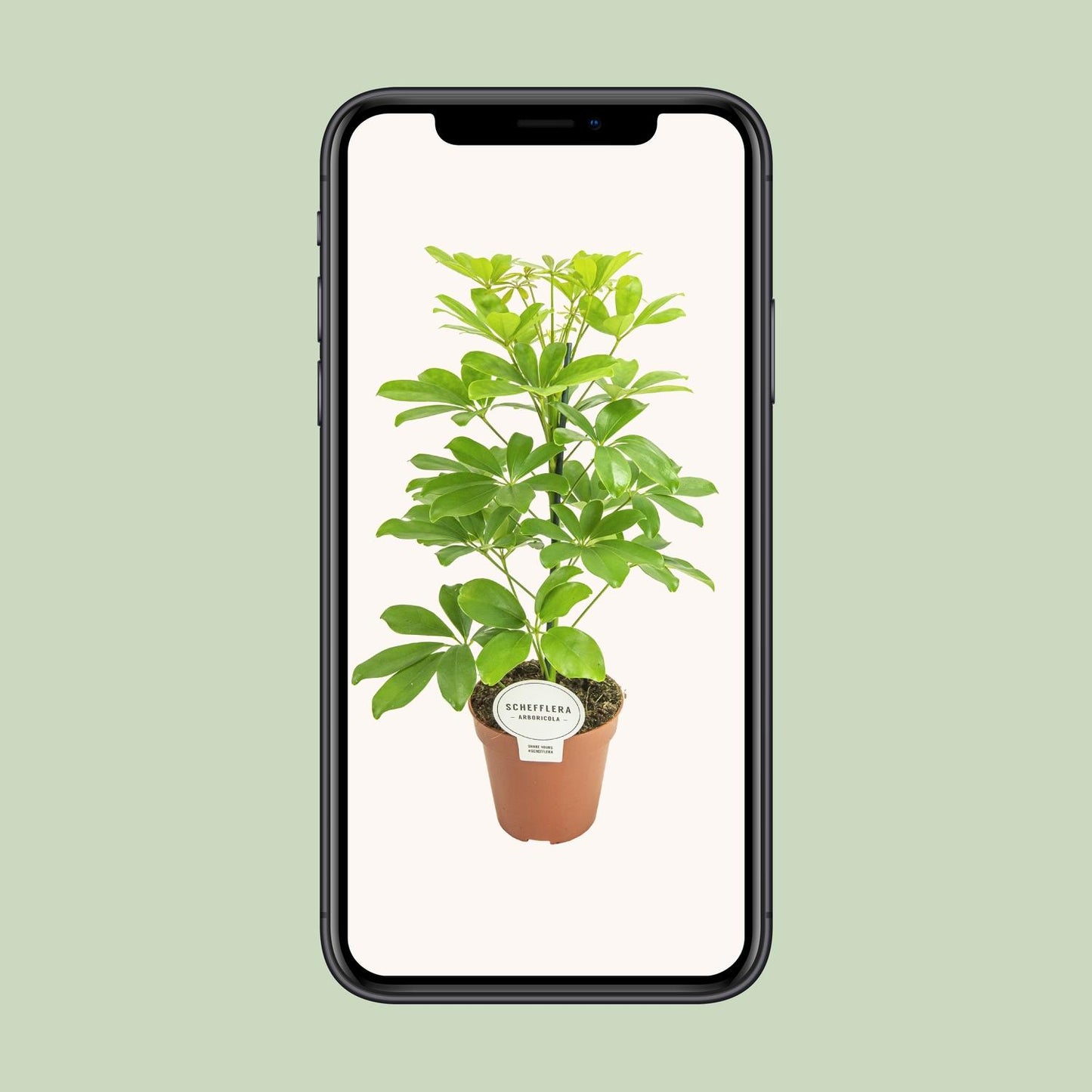 Schefflera Nora – Pflegeleichter Schirmbaum Ø13cm, 45cm hoch