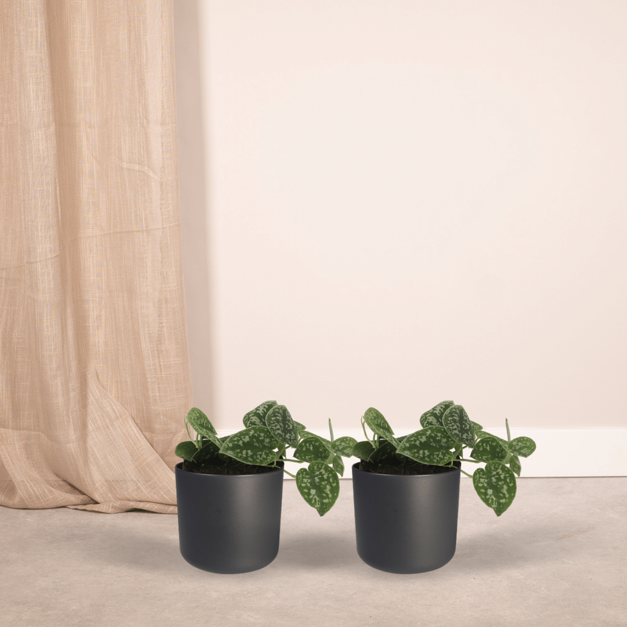 2x Scindapsus Pictus – Silberblatt – 15 cm Topf, Ø 12 cm