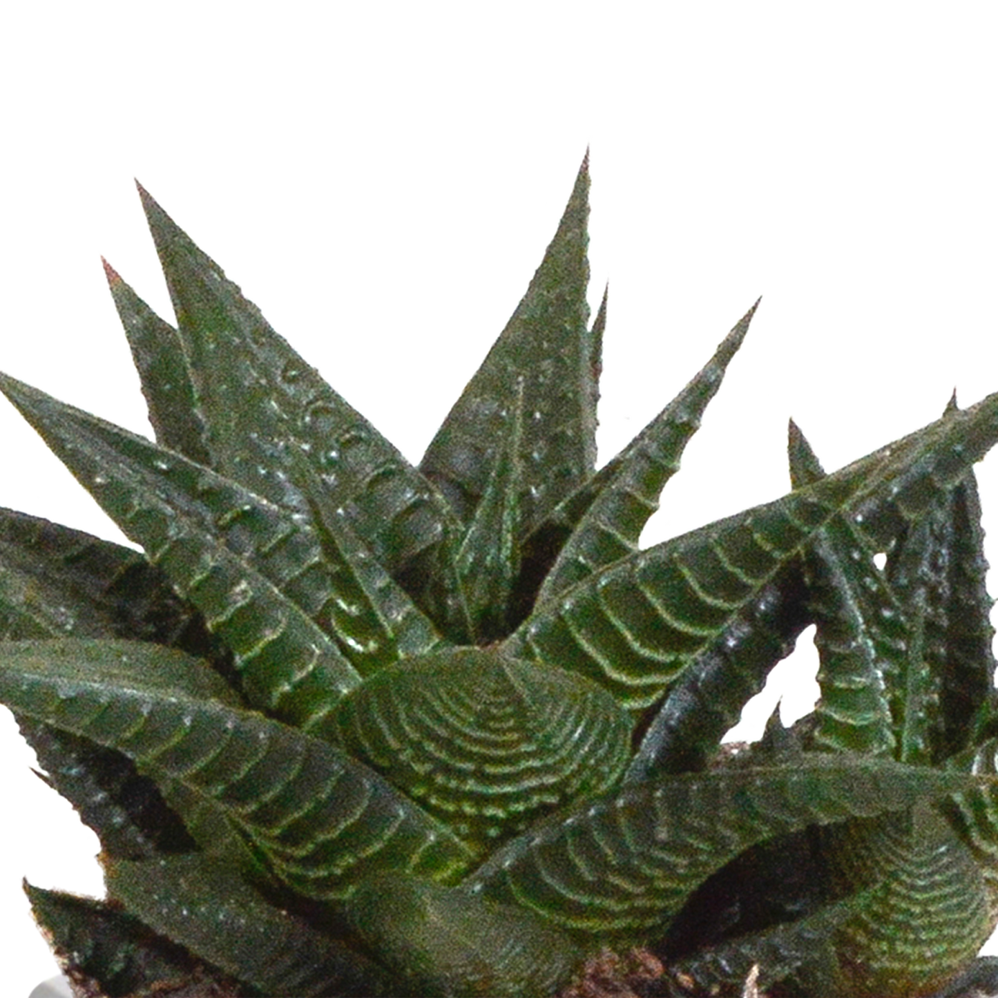 Gasteria & Haworthia Sukkulenten-Mix im Mexikanischen Topf