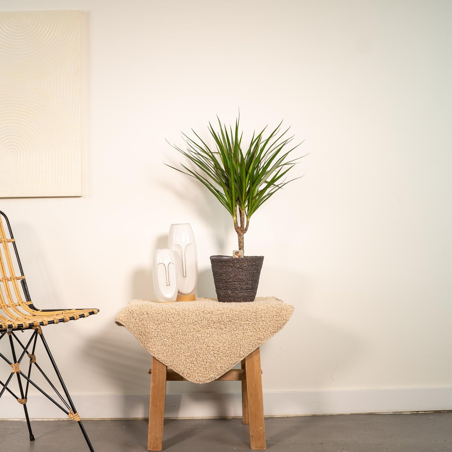 Dracaena Marginata – Pflegeleichter Drachenbaum Ø14cm