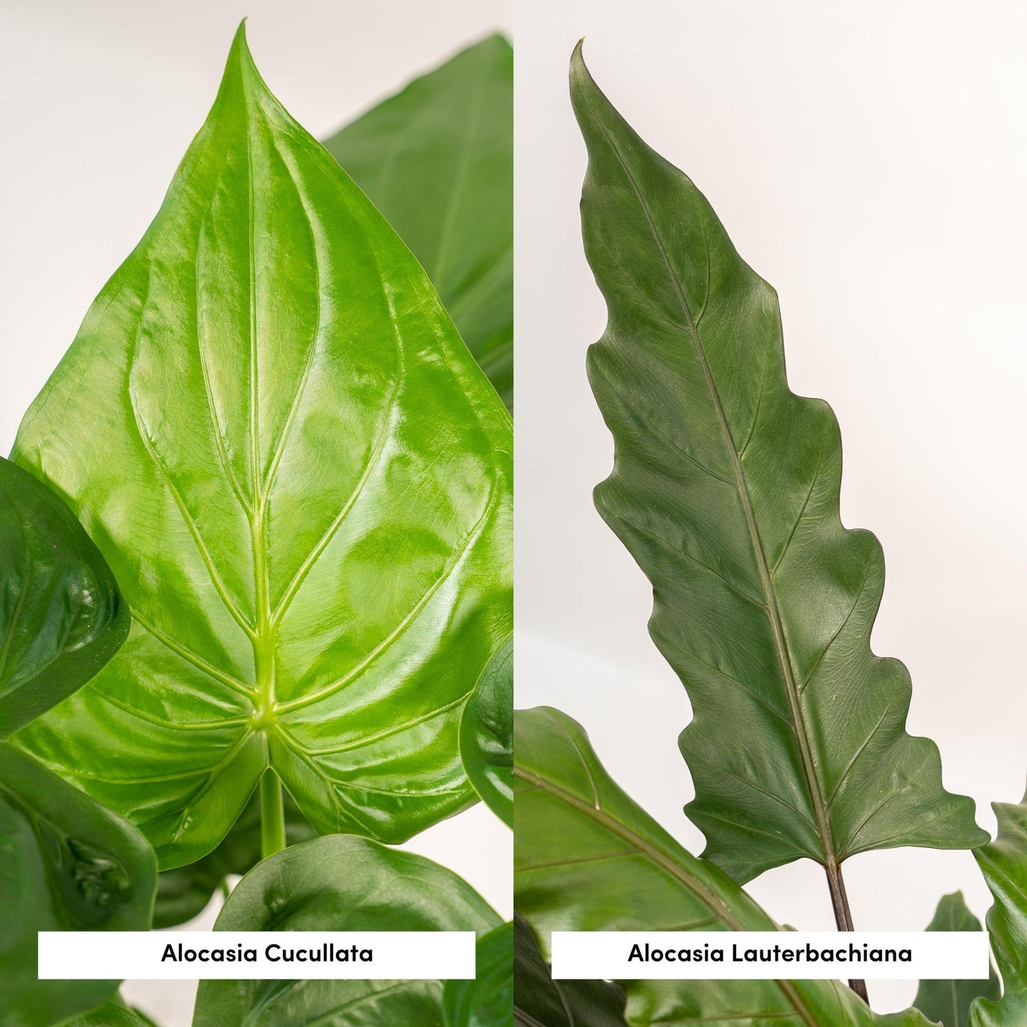 Alocasia Cucullata & Lauterbachiana im Selin Korb Ø19cm
