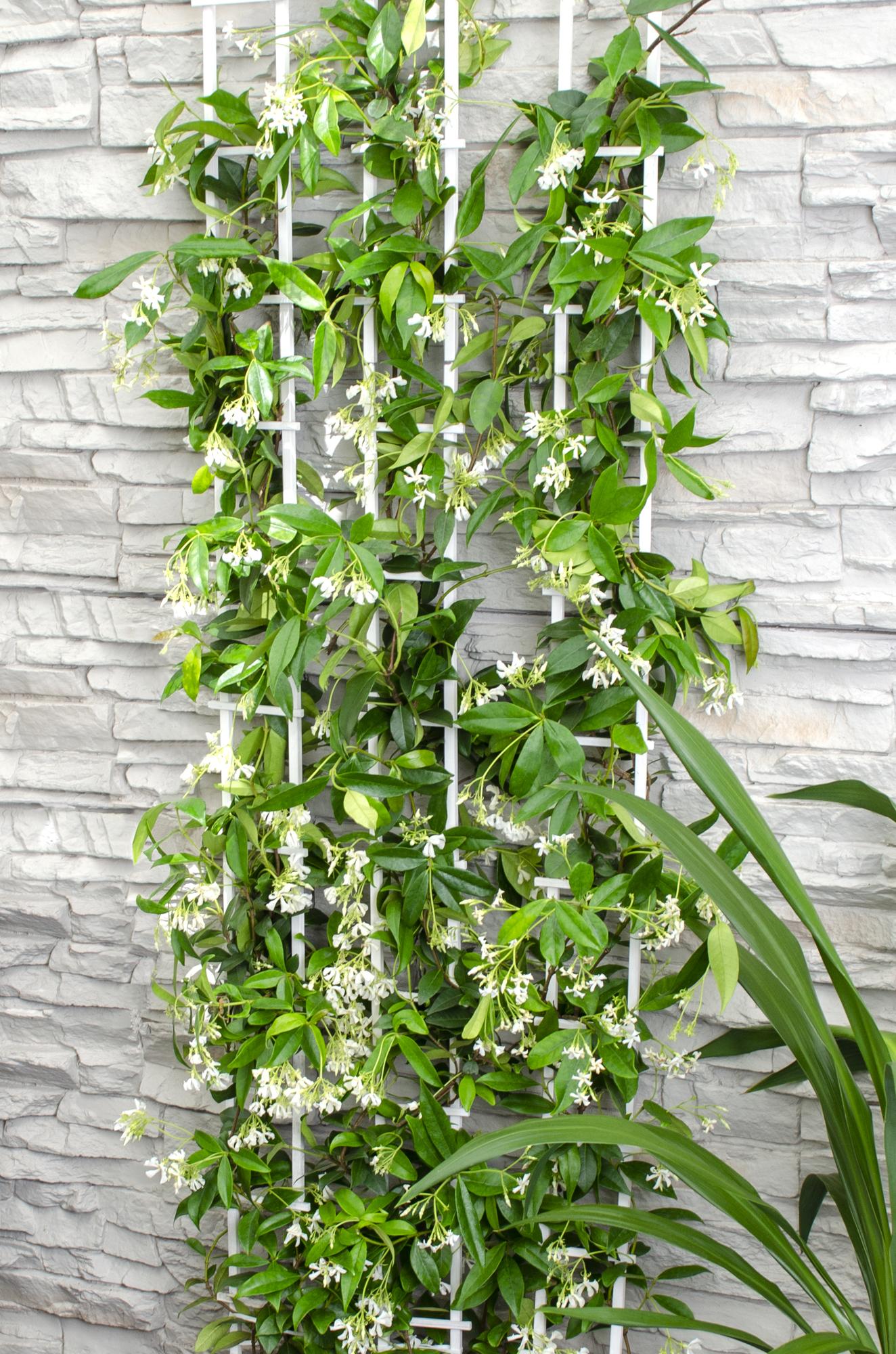 2x Trachelospermum 'Star of Venice' – Sternjasmin Ø15cm, 65cm hoch