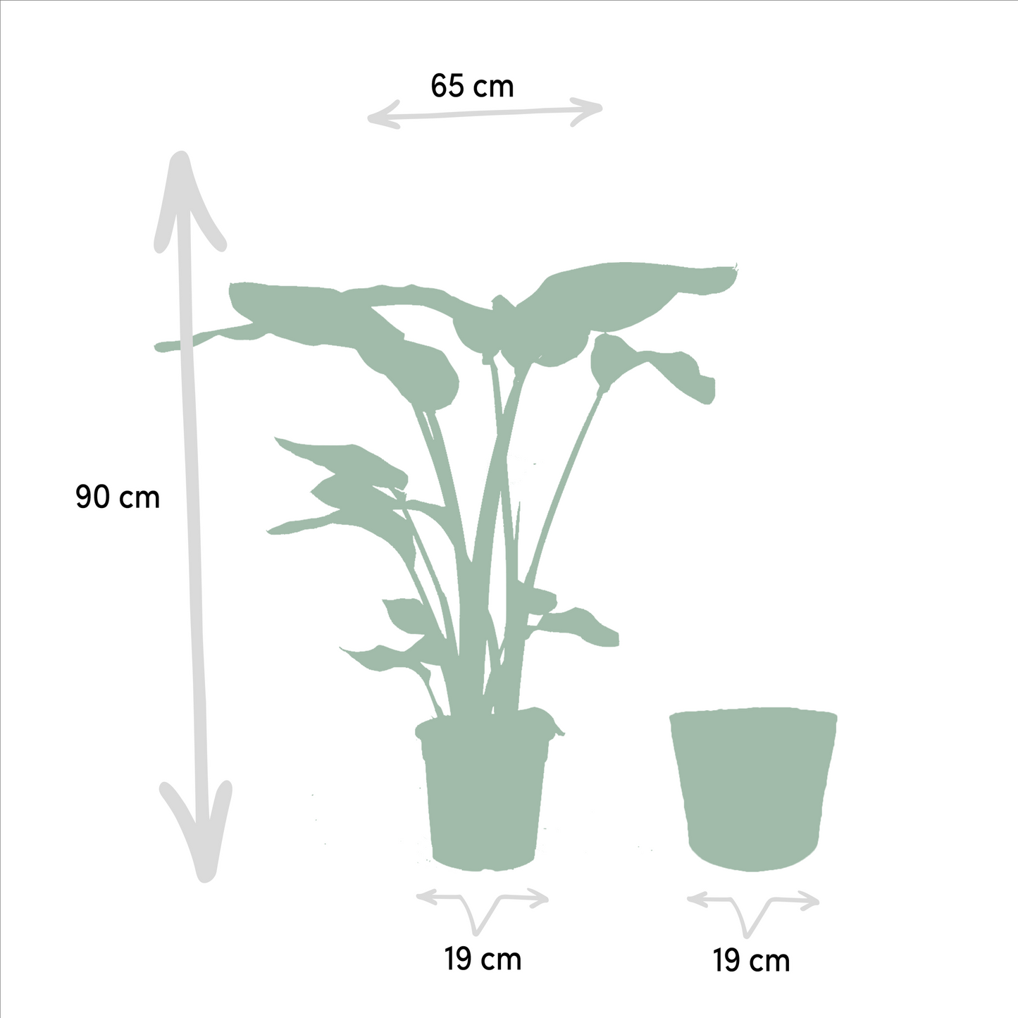 Zimmerpflanzen-Set: Strelitzia Nicolai & Monstera Deliciosa mit Korb