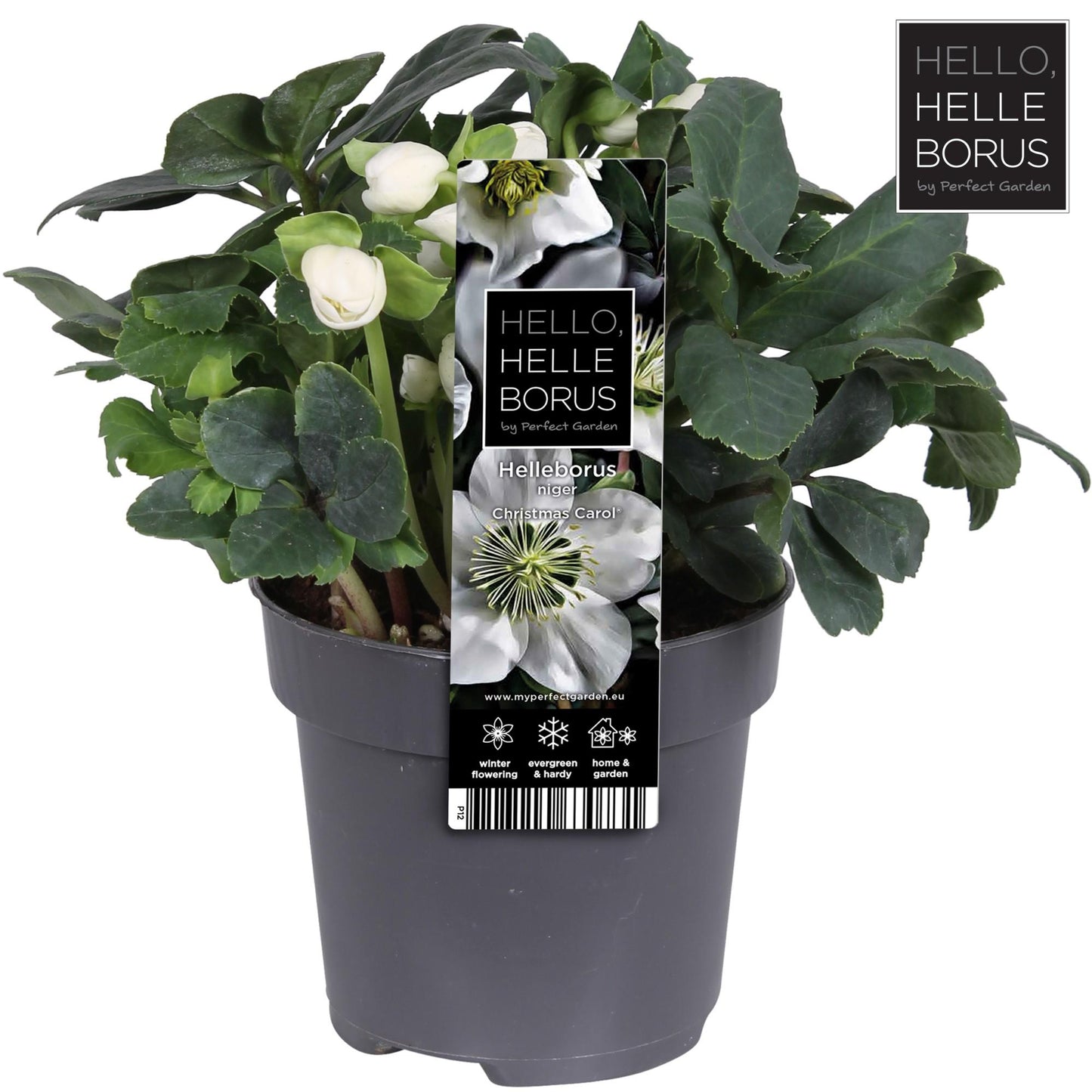 Helleborus Niger 'Christmas Carol' – Winterblüher Ø12cm