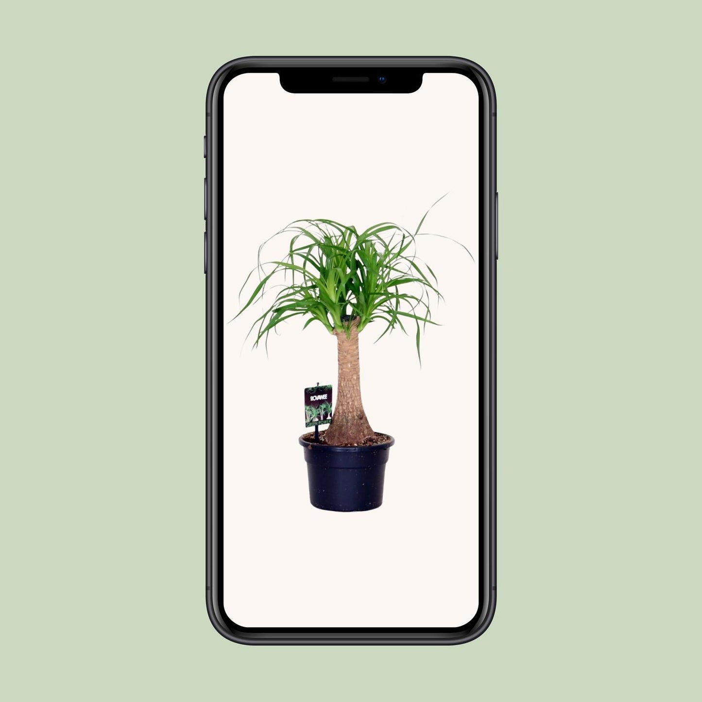 Elefantenfuß (Beaucarnea Nolina) – Pflegeleichte Zimmerpflanze Ø17cm