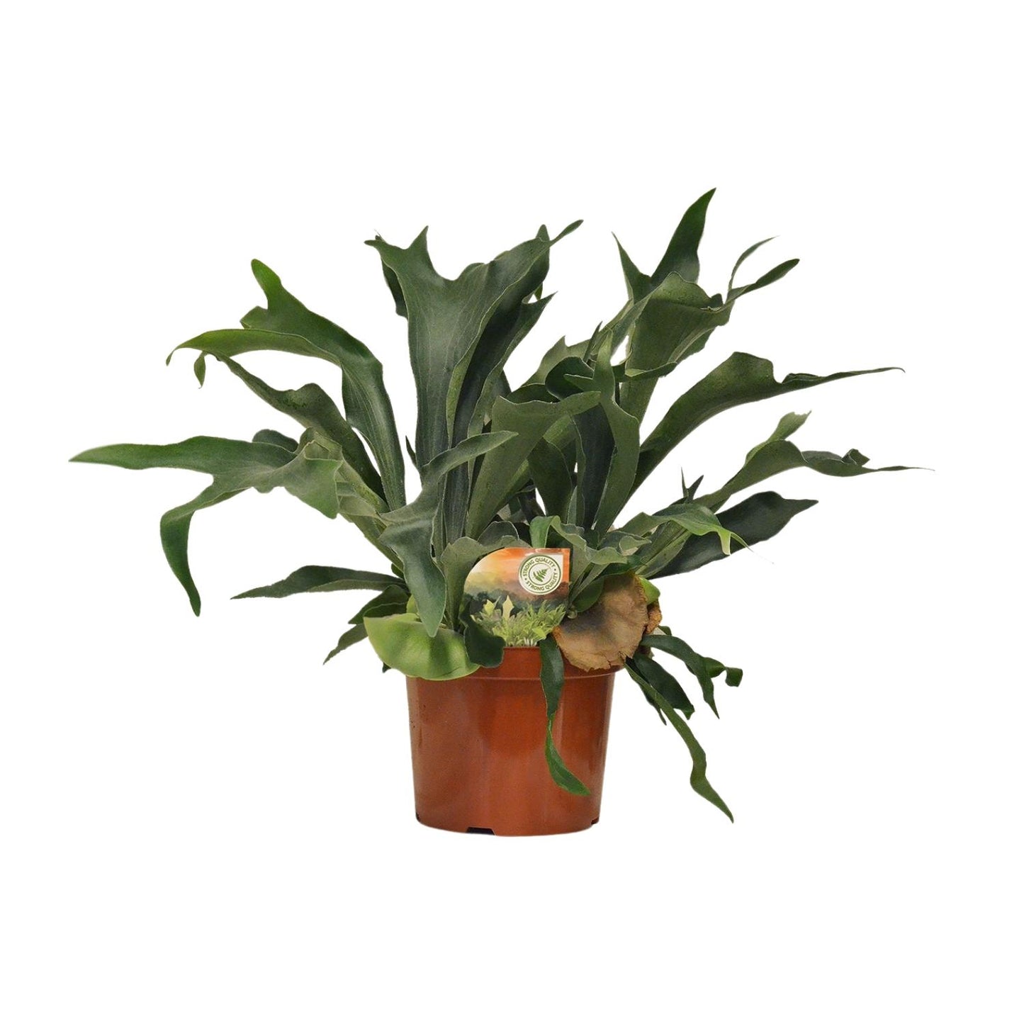 Platycerium Bifurcatum – Pflegeleichter Hirschhornfarn Ø26cm