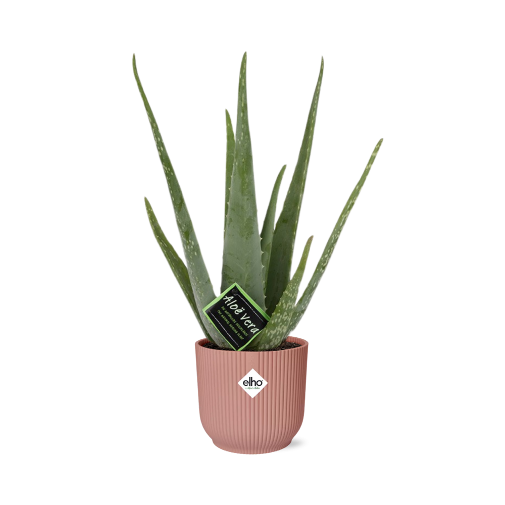 Aloe Vera 12cm in ELHO Vibes Fold 14cm rosa – Pflegeleicht & Luftreinigend