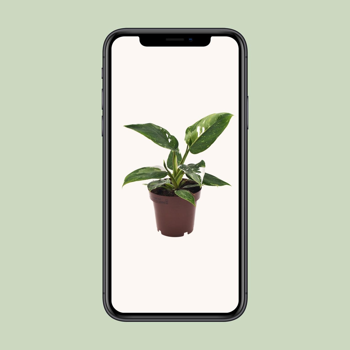 Philodendron White Princess – Elegante Zimmerpflanze Ø12cm