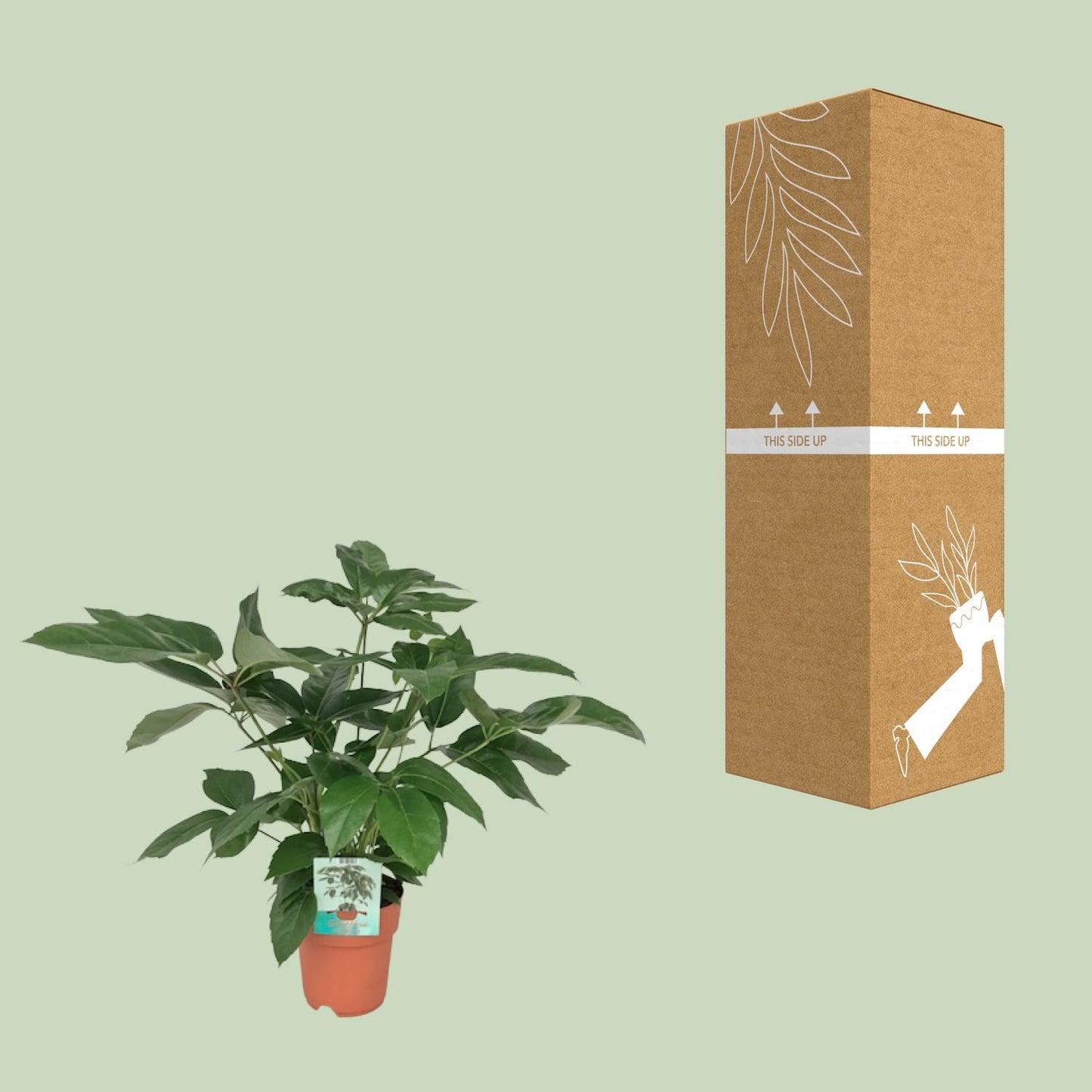 Schefflera Actinophylla Emerald Green – pflegeleichte Schirmpflanze Ø19cm