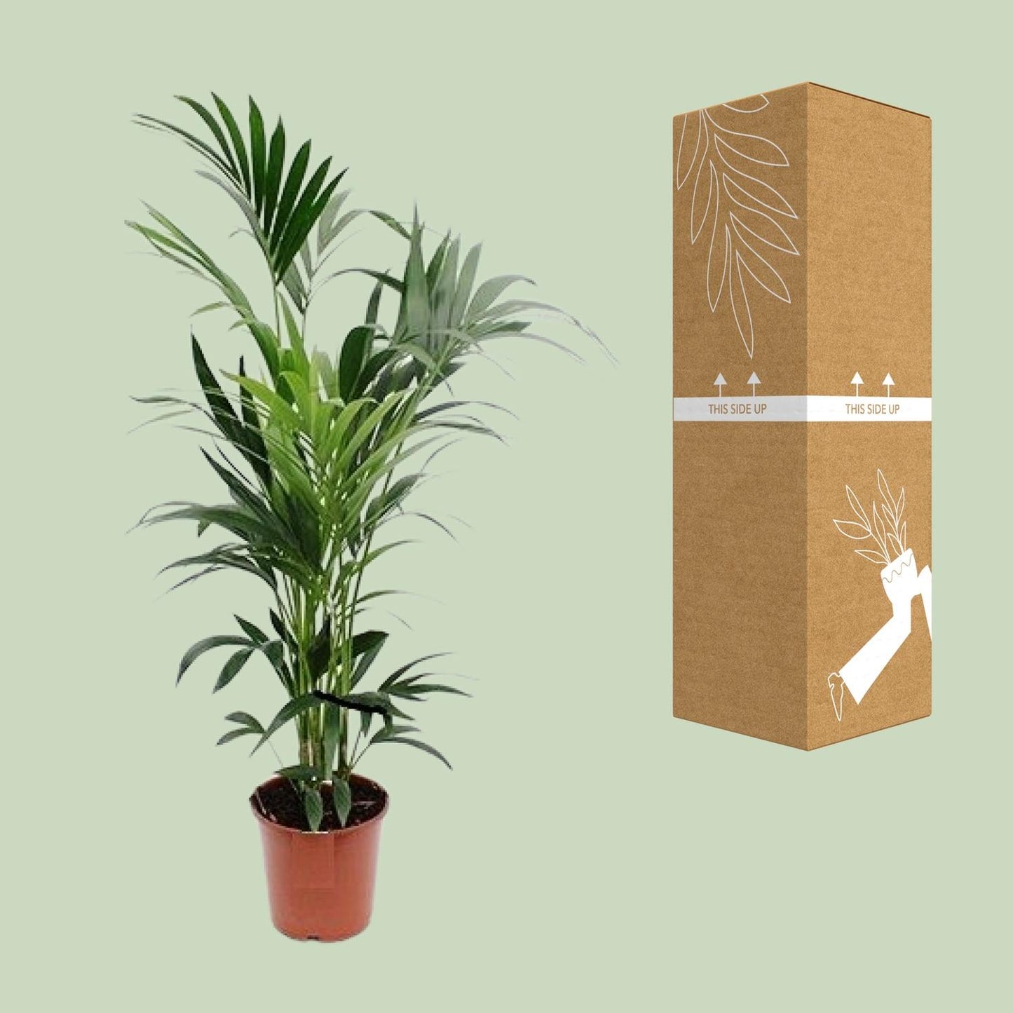 Kentia Palme – Elegante, pflegeleichte Zimmerpflanze Ø24cm