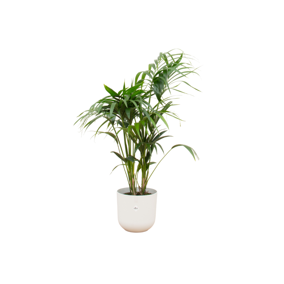 Kentia-Palme im Elho Jazz Round Topf Ø26 cm, 130 cm